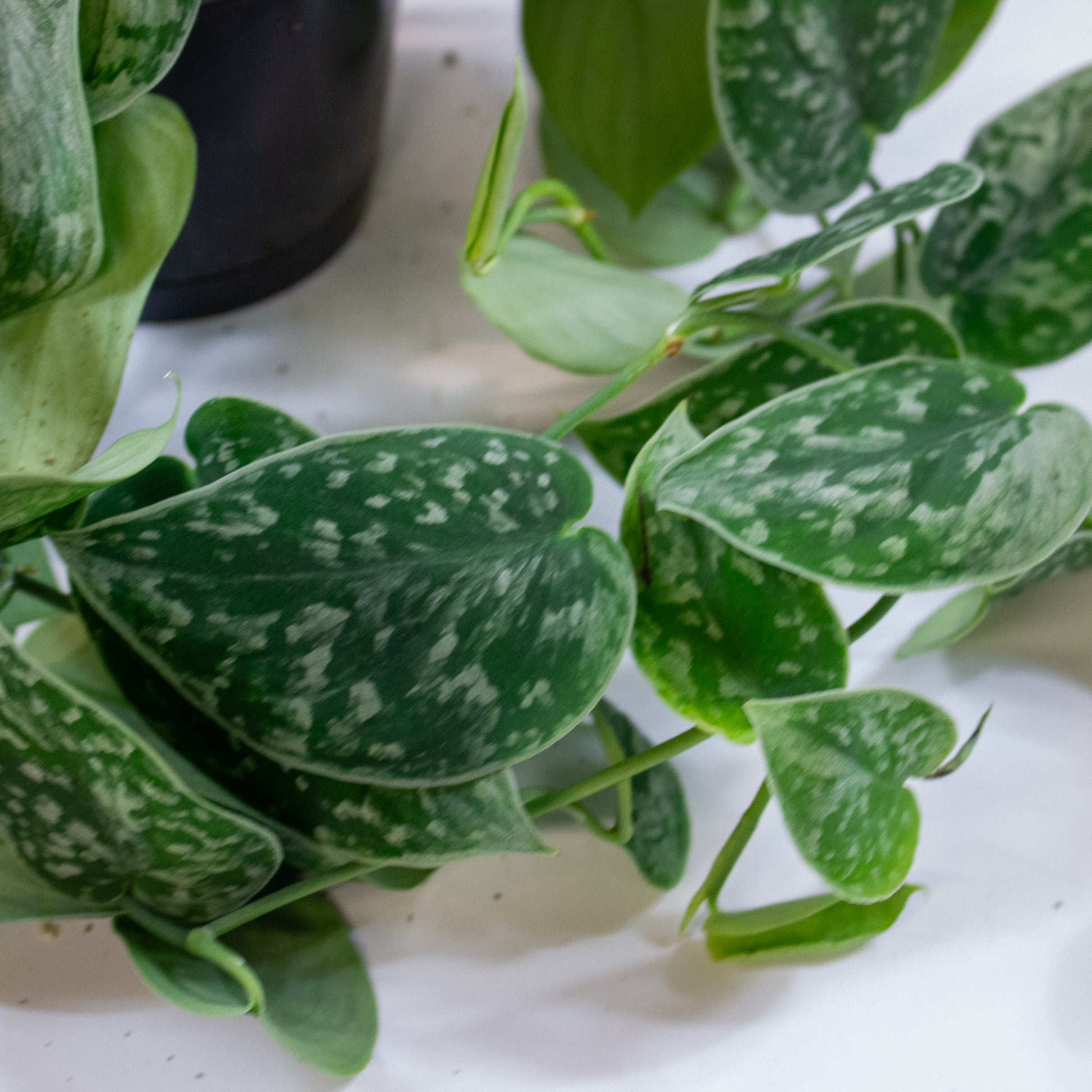 Scindapsus pictus 'Silvery Ann' 4