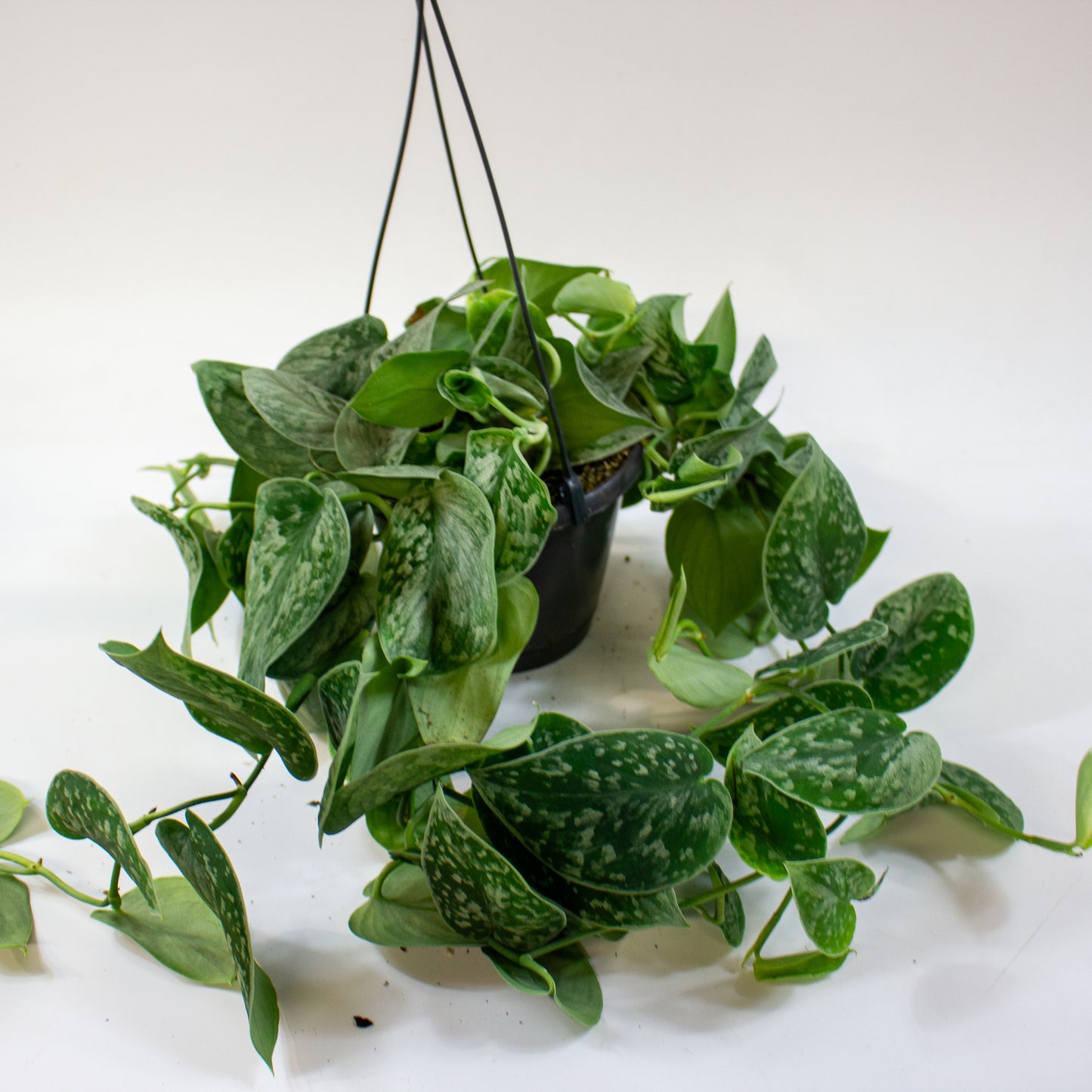 Scindapsus pictus 'Silvery Ann' 5