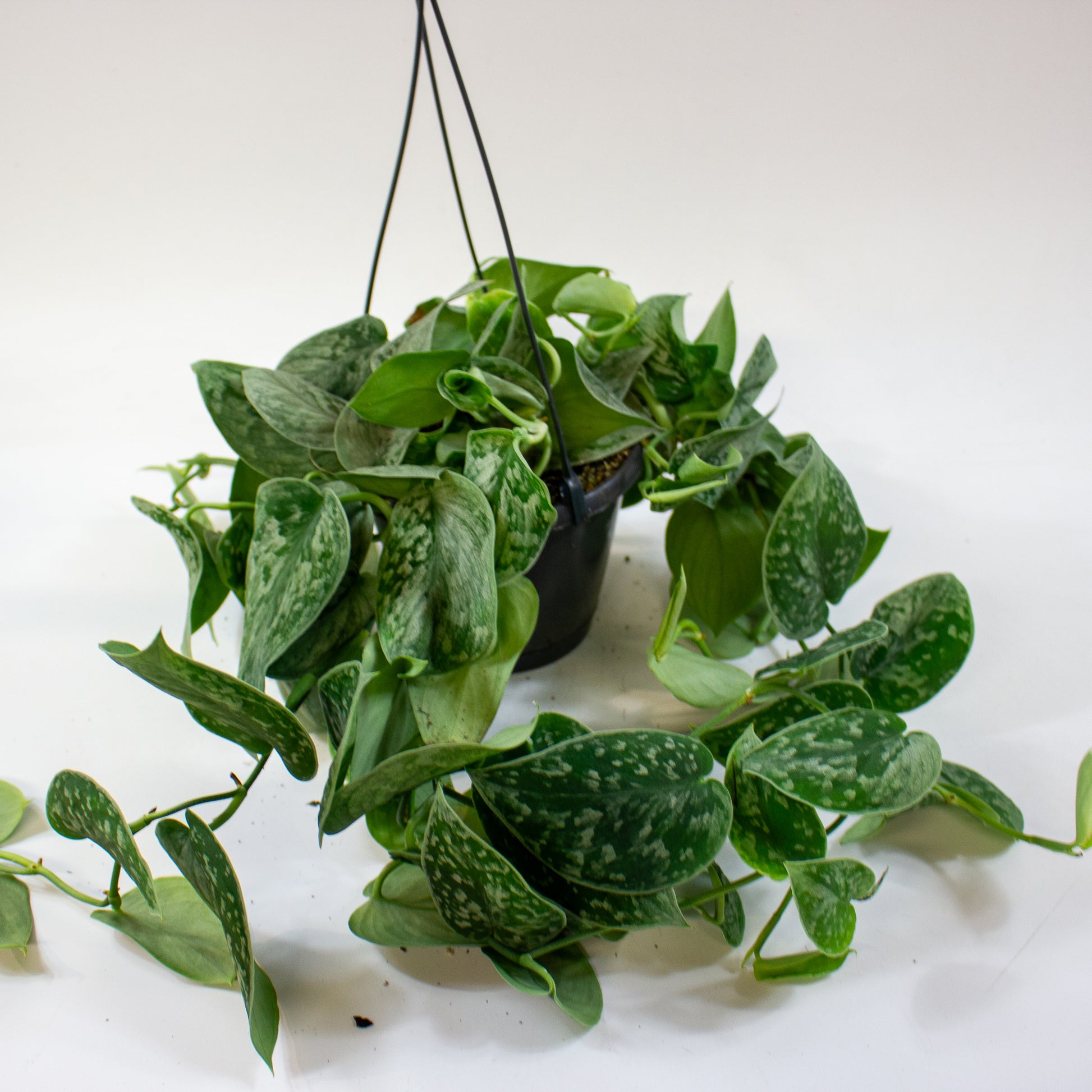 Scindapsus pictus 'Silvery Ann' 5