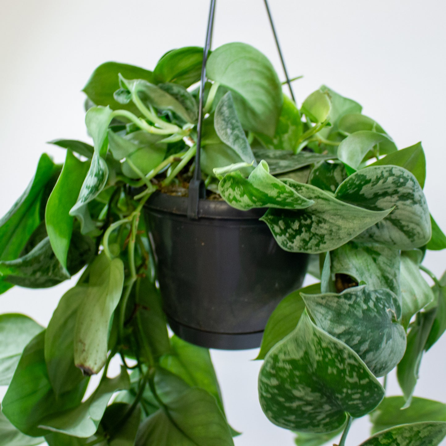 Scindapsus pictus 'Silvery Ann' 6