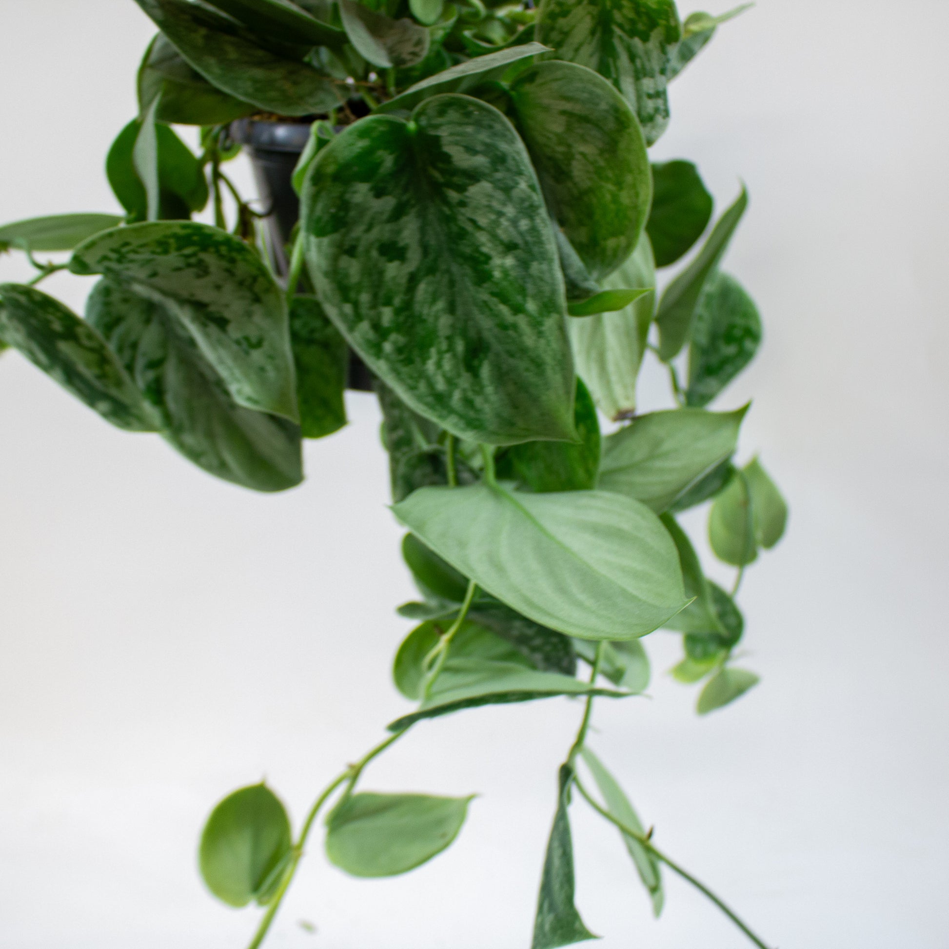 Scindapsus pictus 'Silvery Ann' 1