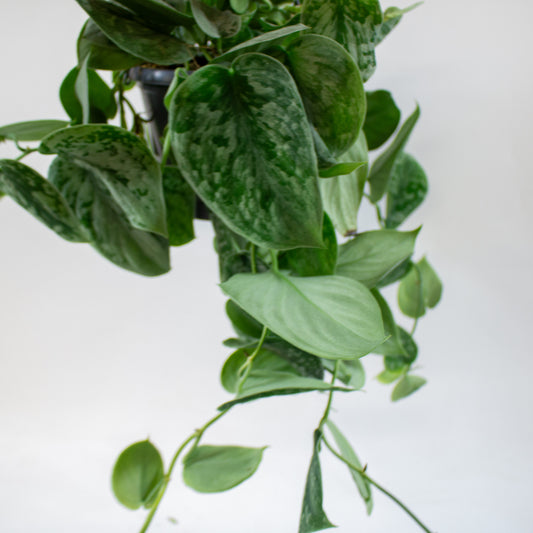 Scindapsus pictus 'Silvery Ann' 1