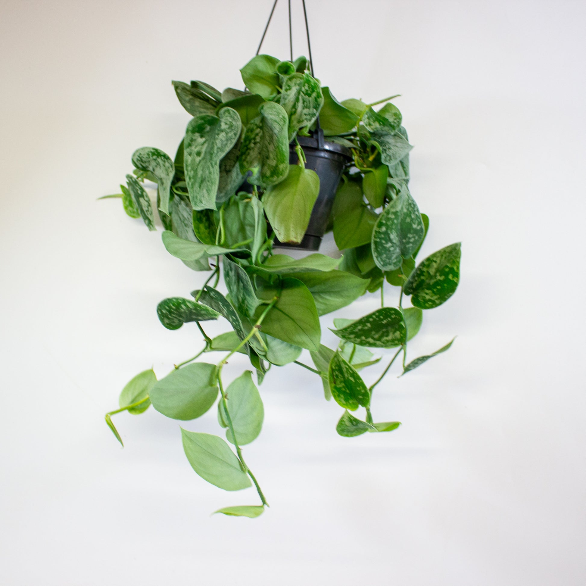 Scindapsus pictus 'Silvery Ann' 7