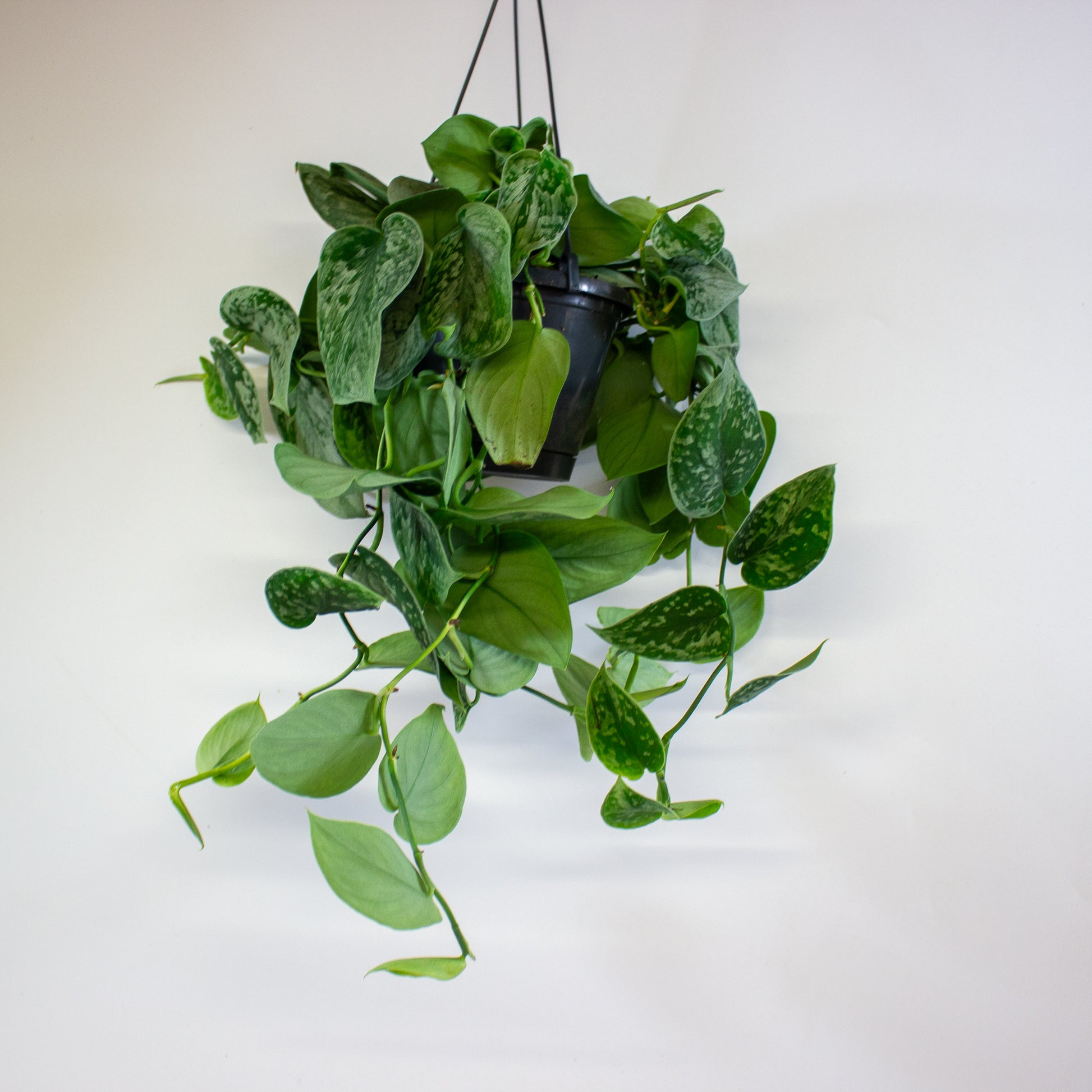 Scindapsus pictus 'Silvery Ann' 8