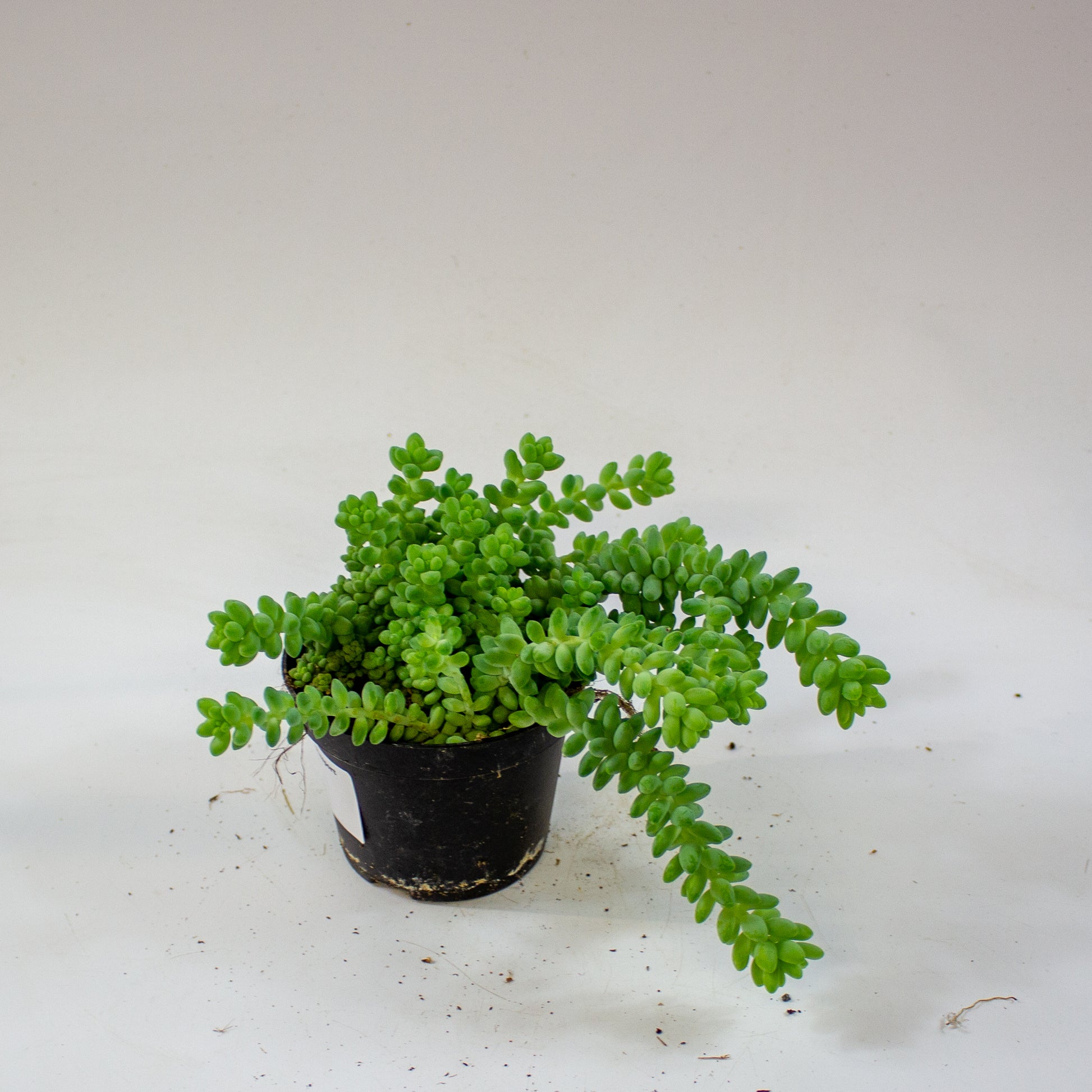sedum_burrito_02