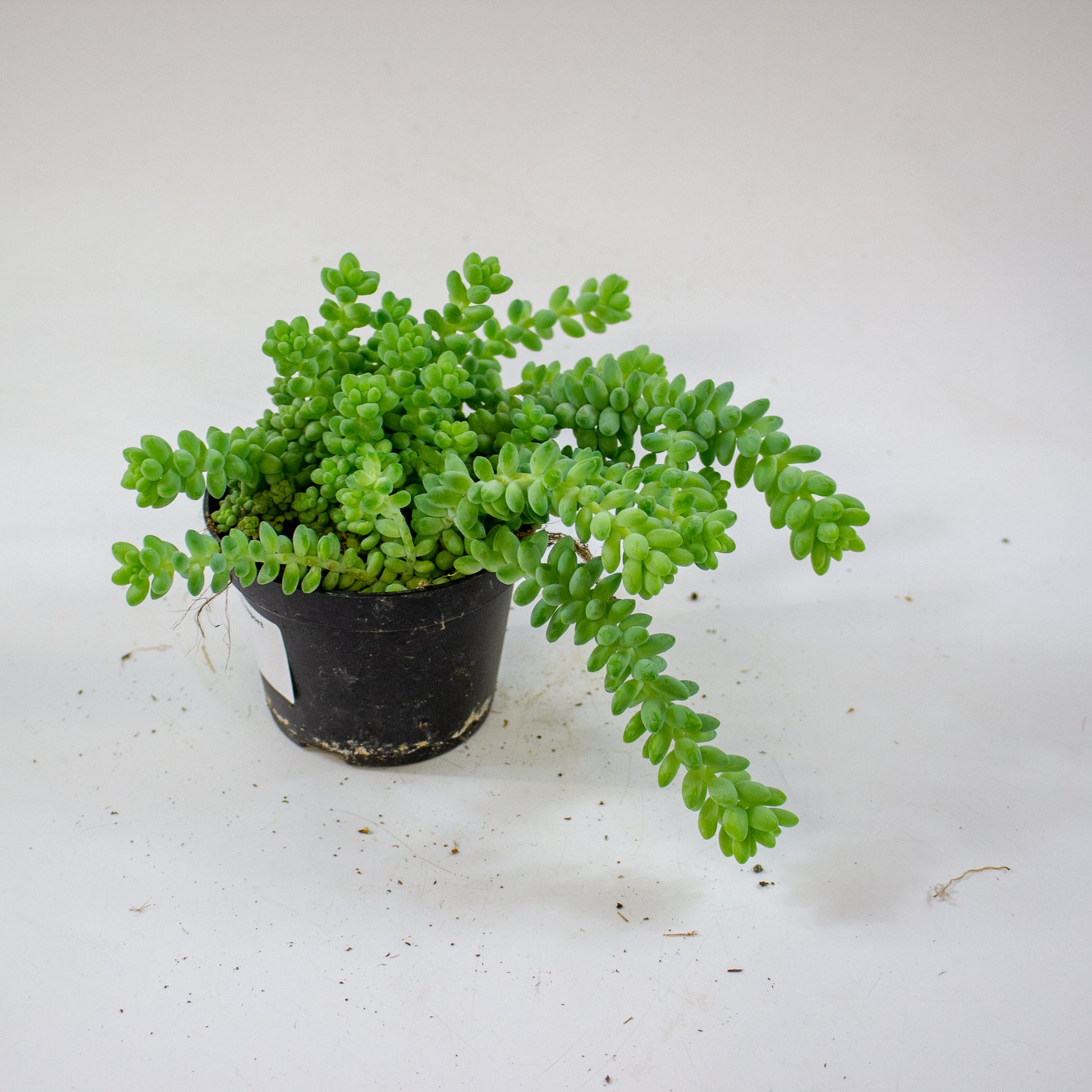 sedum_burrito_03
