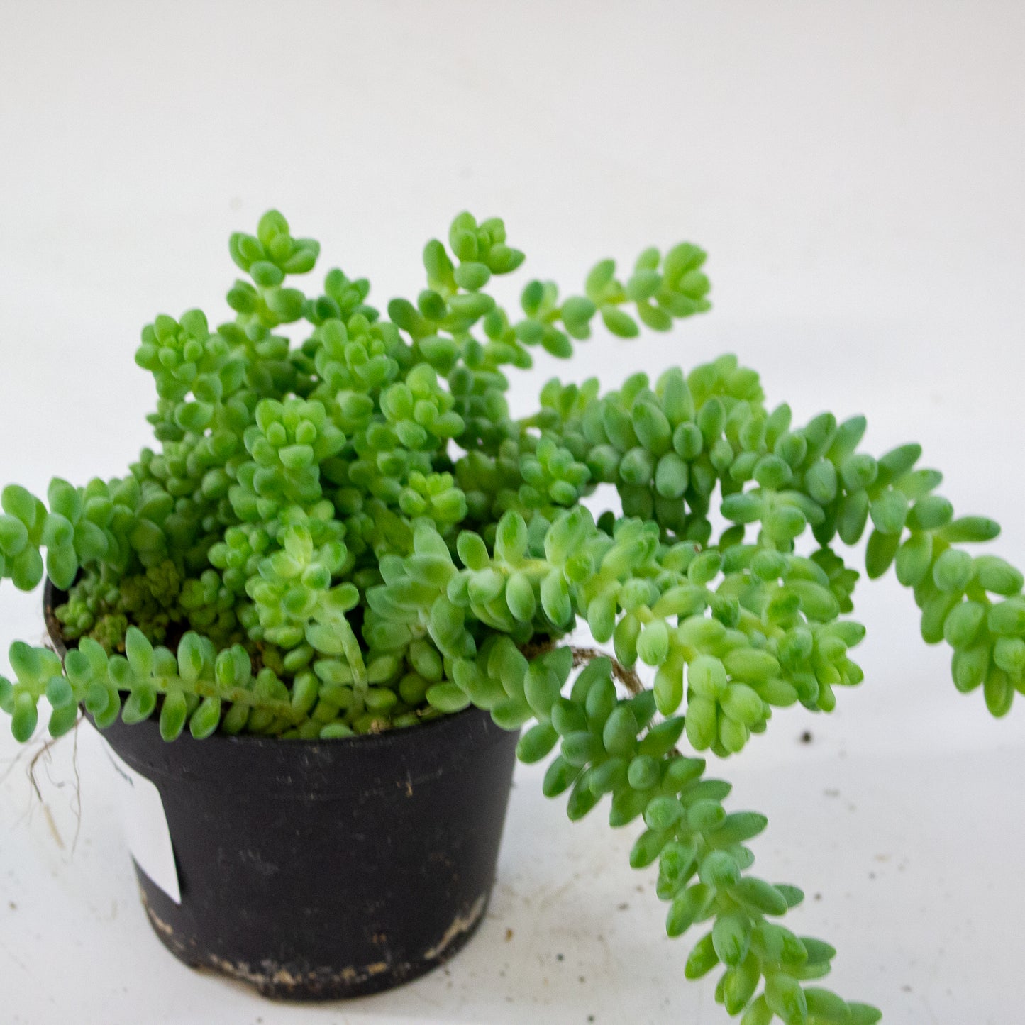 sedum_burrito_04