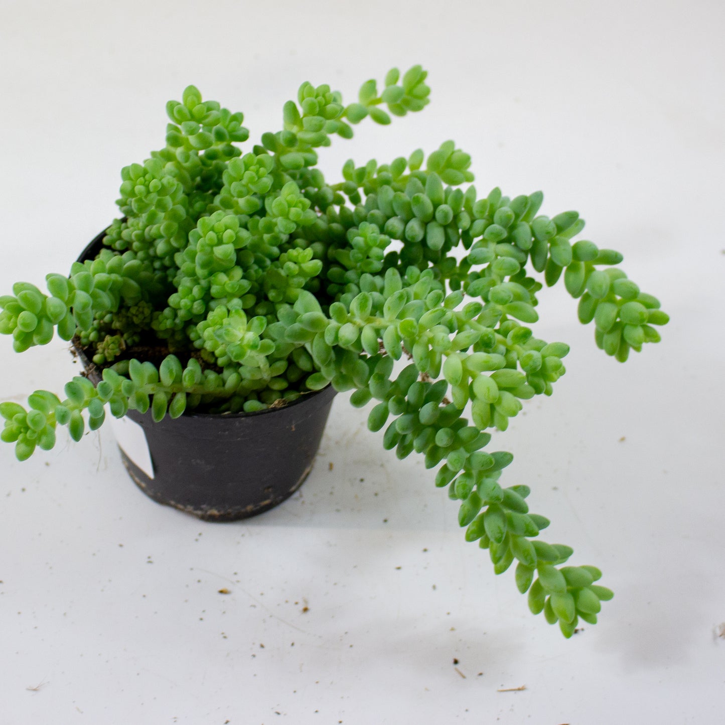 sedum_burrito_01