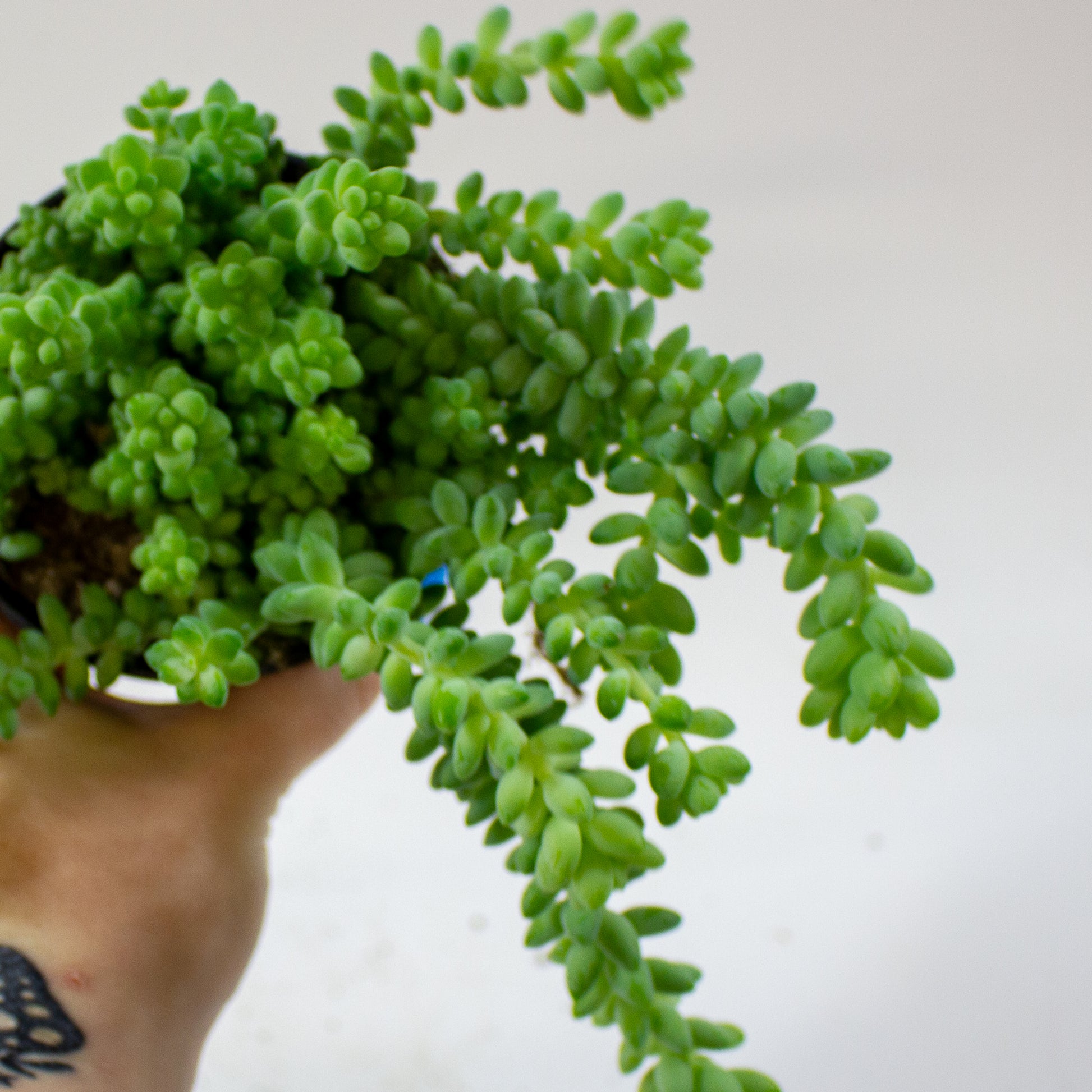 sedum_burrito_05