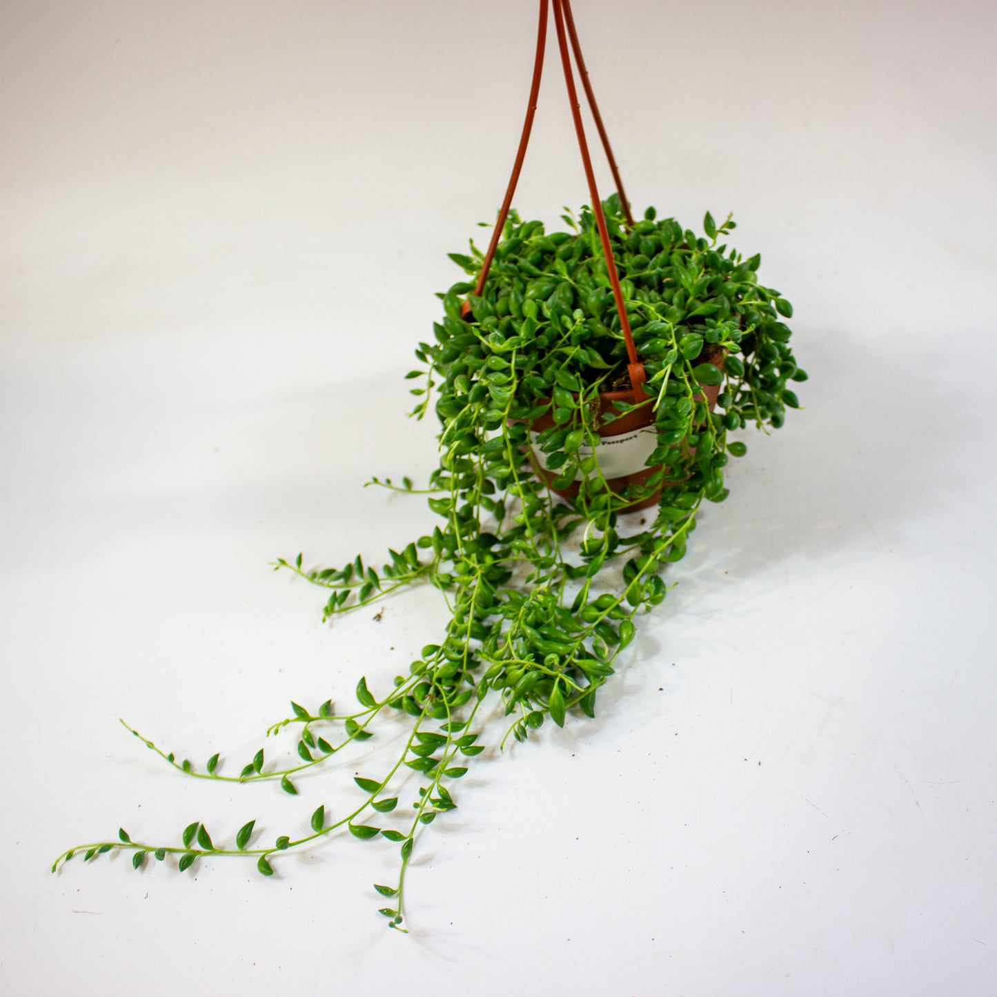 Senecio herreianus 12cm H18cm