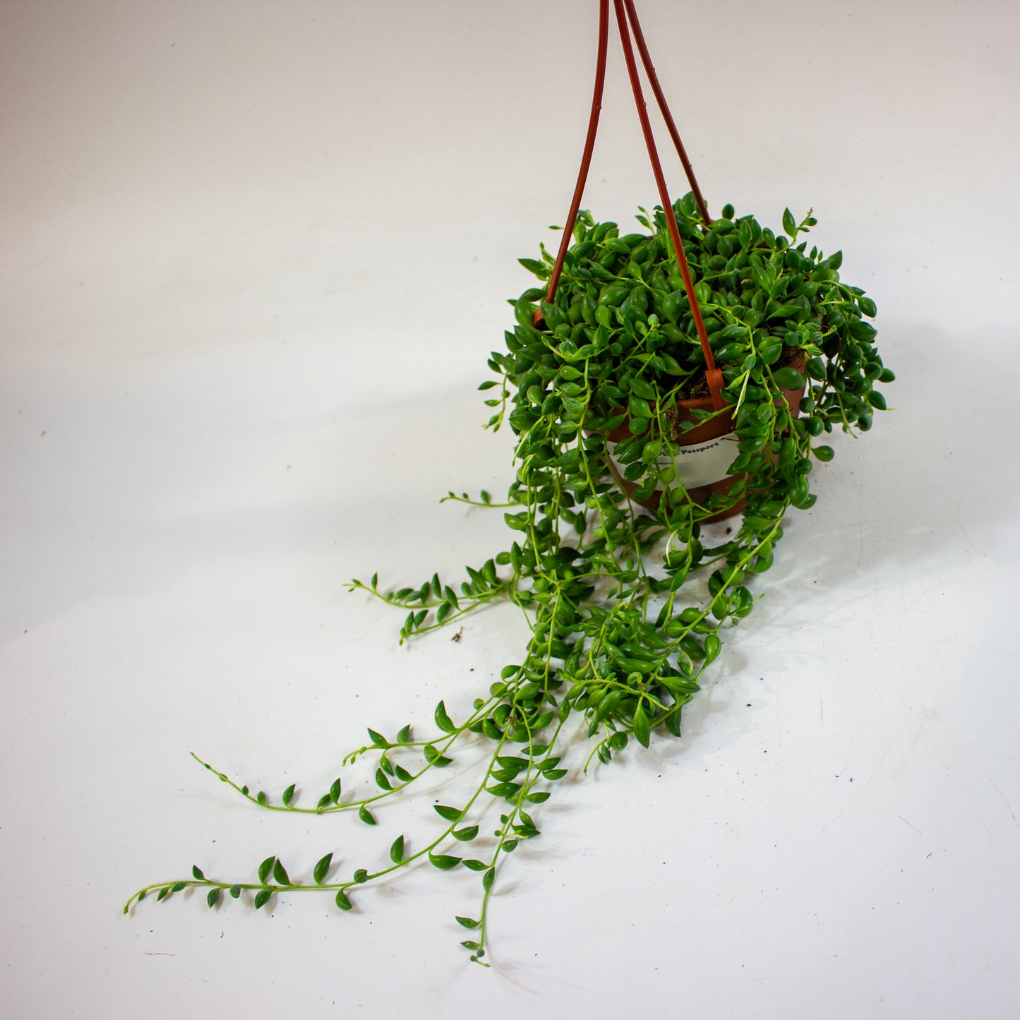 Senecio herreianus 12cm H18cm