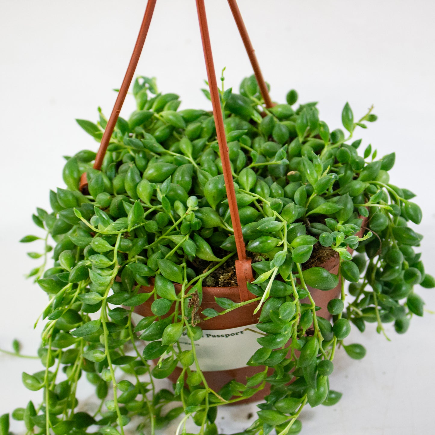 Senecio herreianus 12cm H18cm