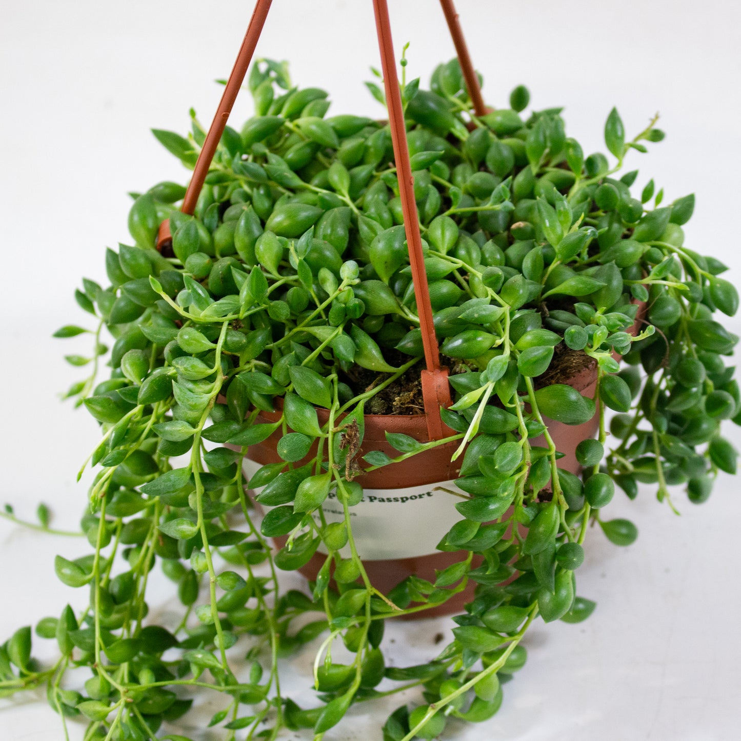 Senecio herreianus 12cm H18cm