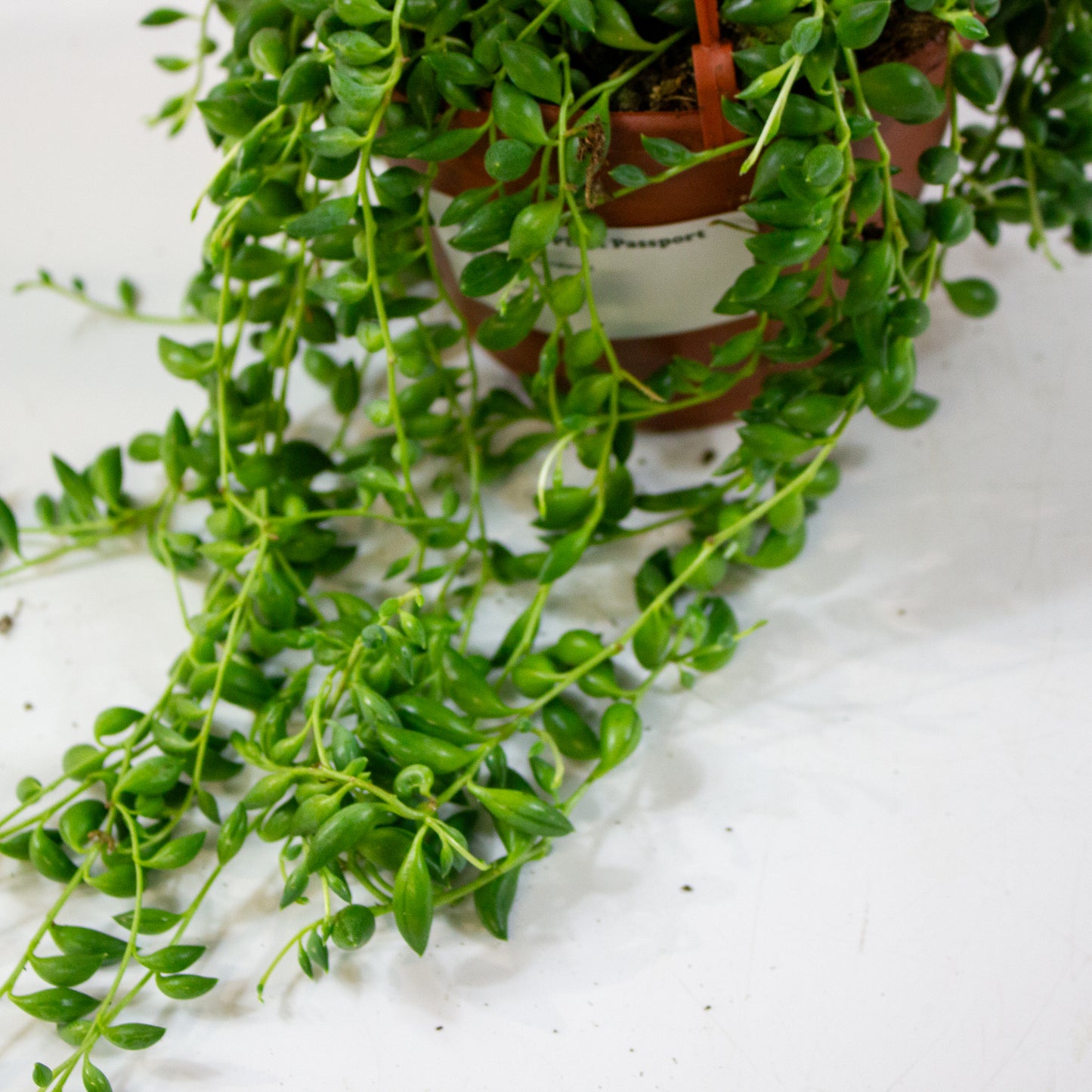 Senecio herreianus 12cm H18cm
