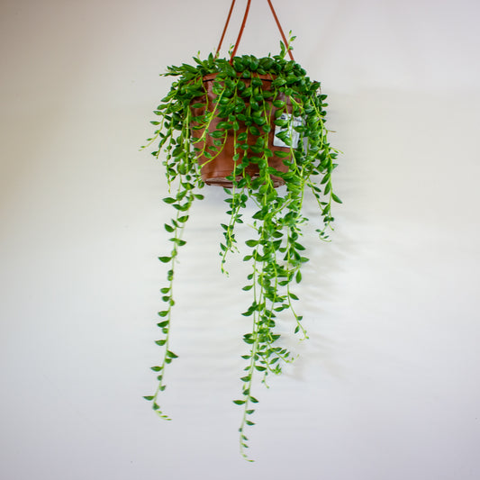 Senecio herreianus 12cm H18cm