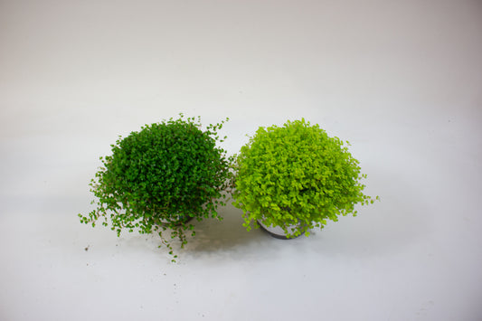 Soleirolia 1 plant 11cm H14cm