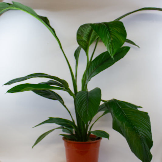Spathiphyllum Sensation 1