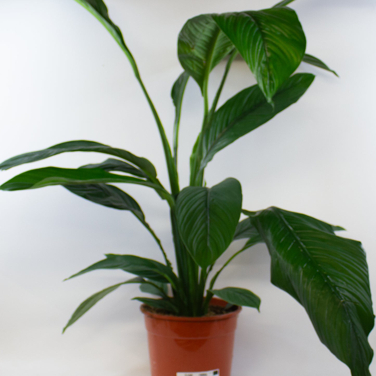 Spathiphyllum Sensation 2