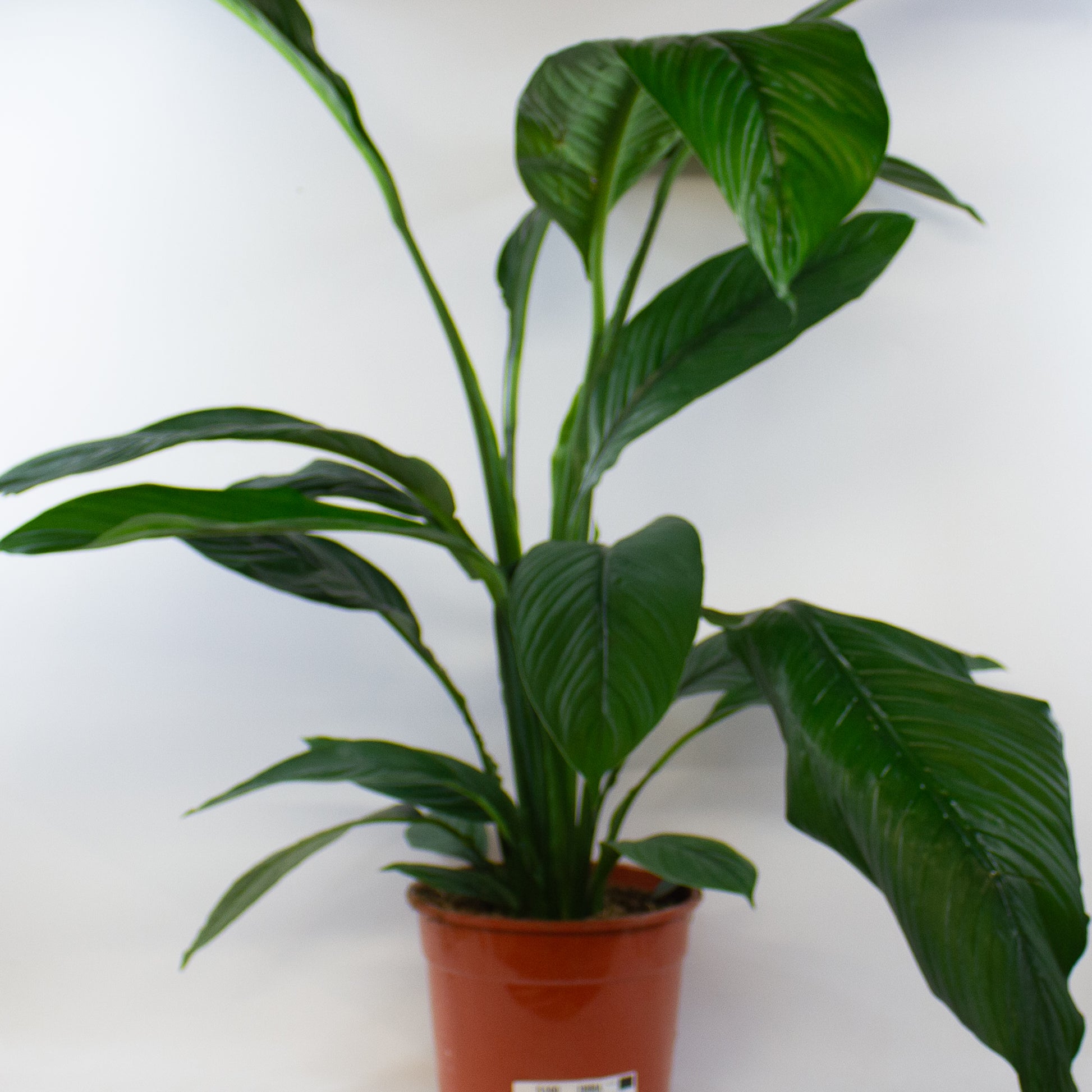 Spathiphyllum Sensation 2