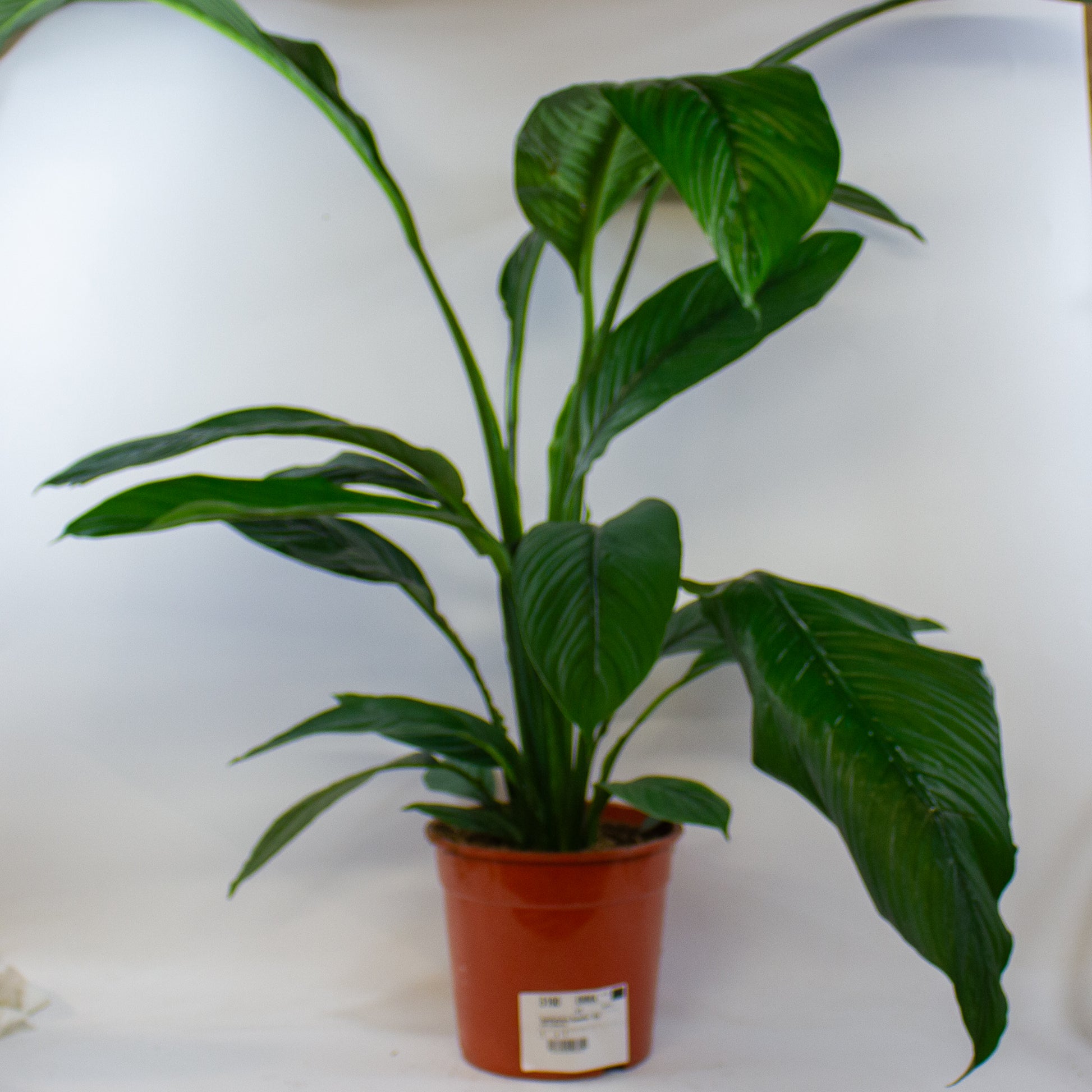 Spathiphyllum Sensation 3