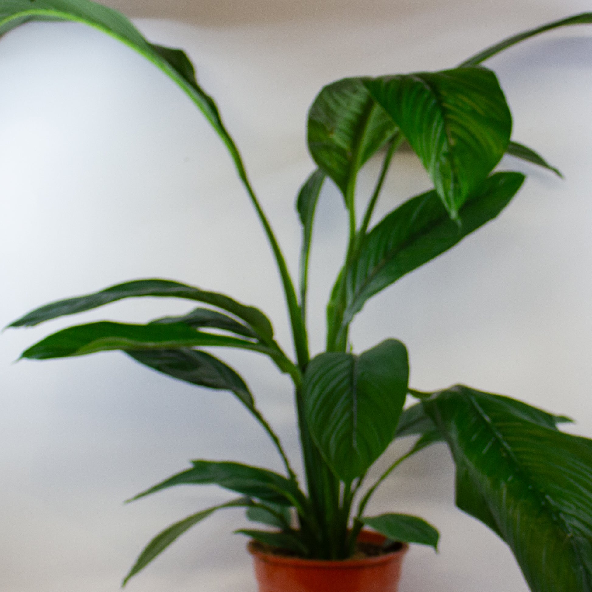 Spathiphyllum Sensation 4