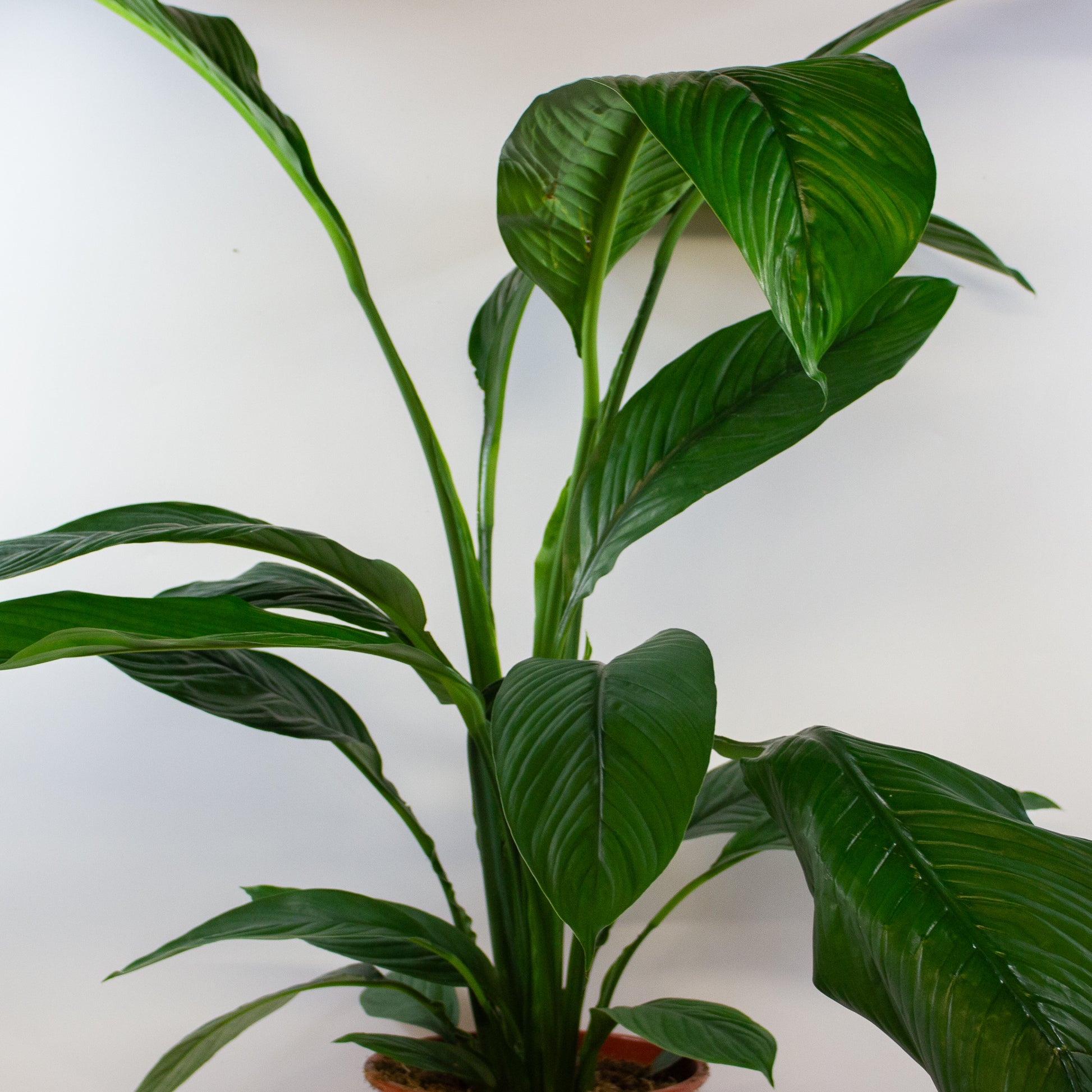 Spathiphyllum Sensation 5