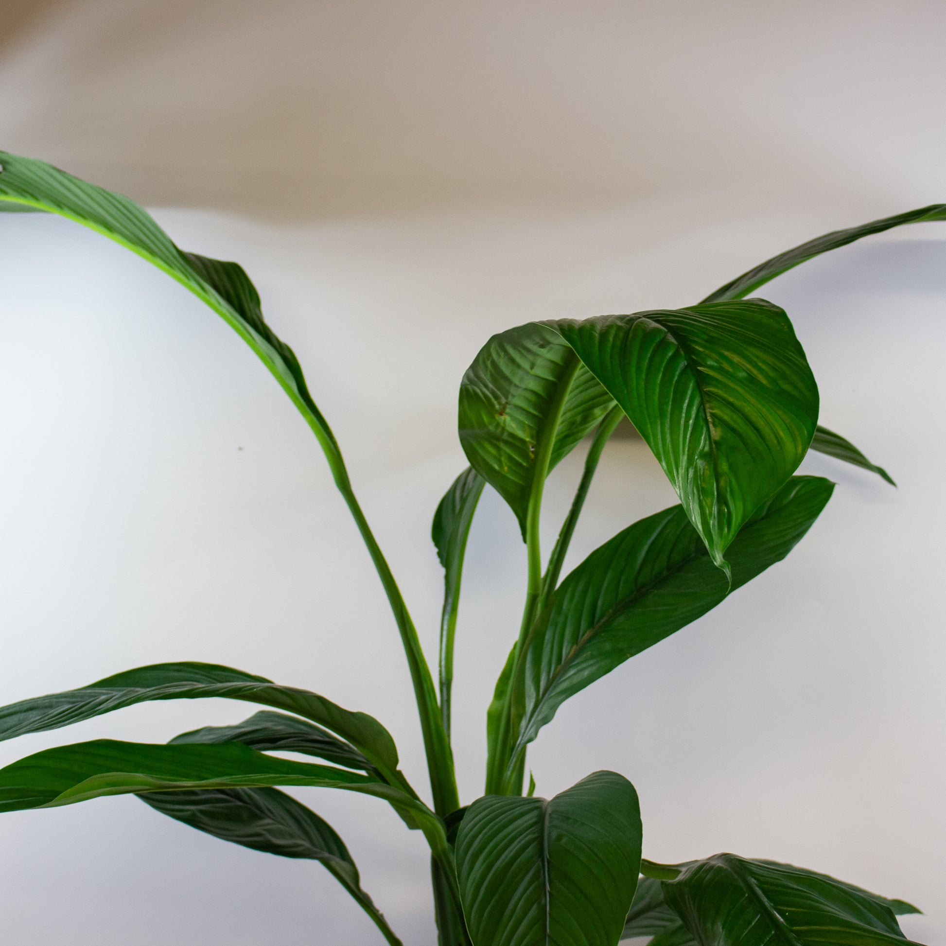 Spathiphyllum Sensation 6