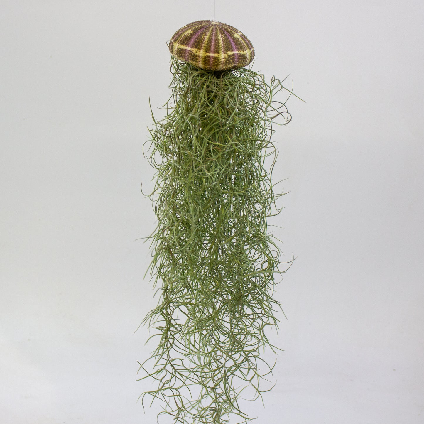 Tillandsia usneoides in shell 9cm H20cm