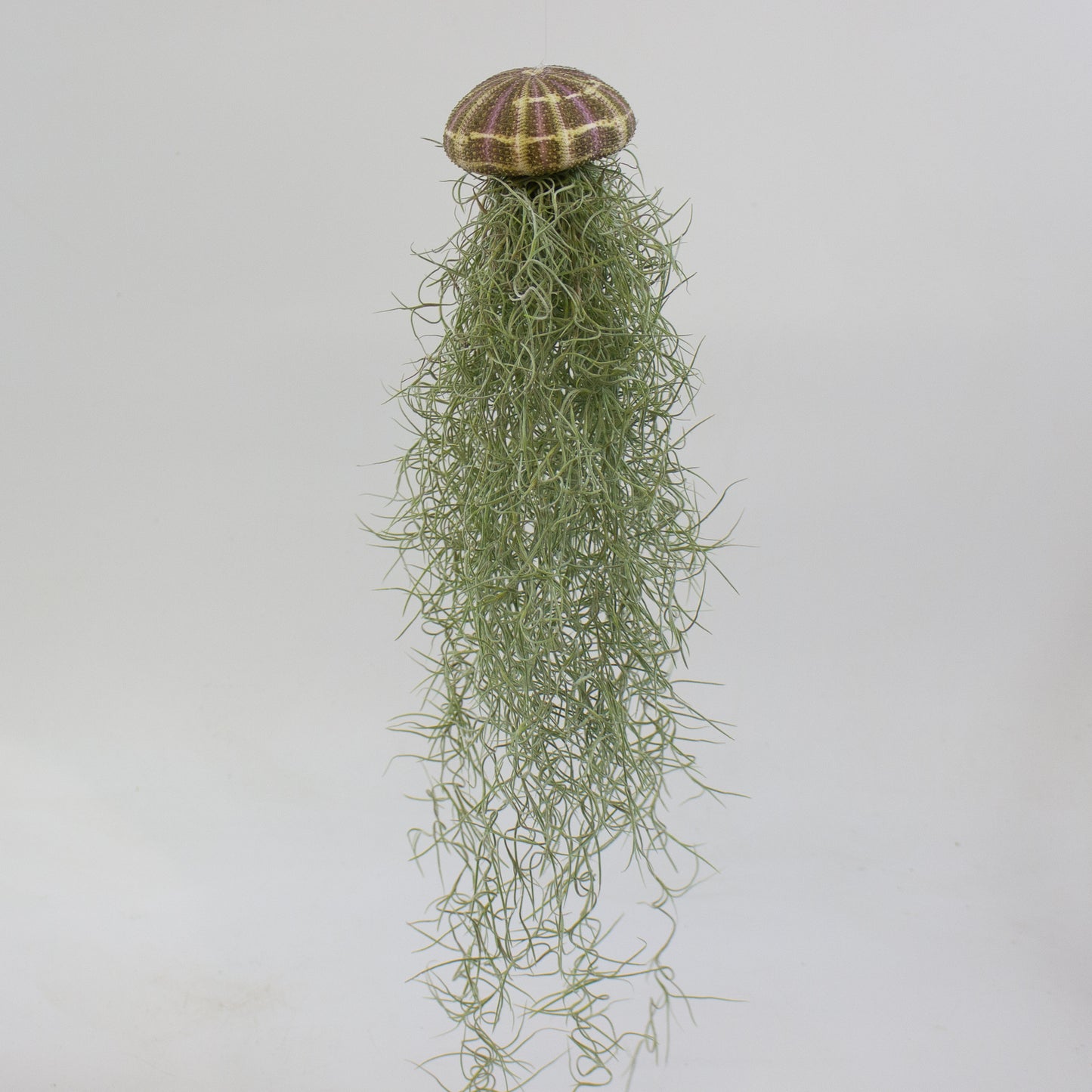 Tillandsia usneoides in shell 9cm H20cm
