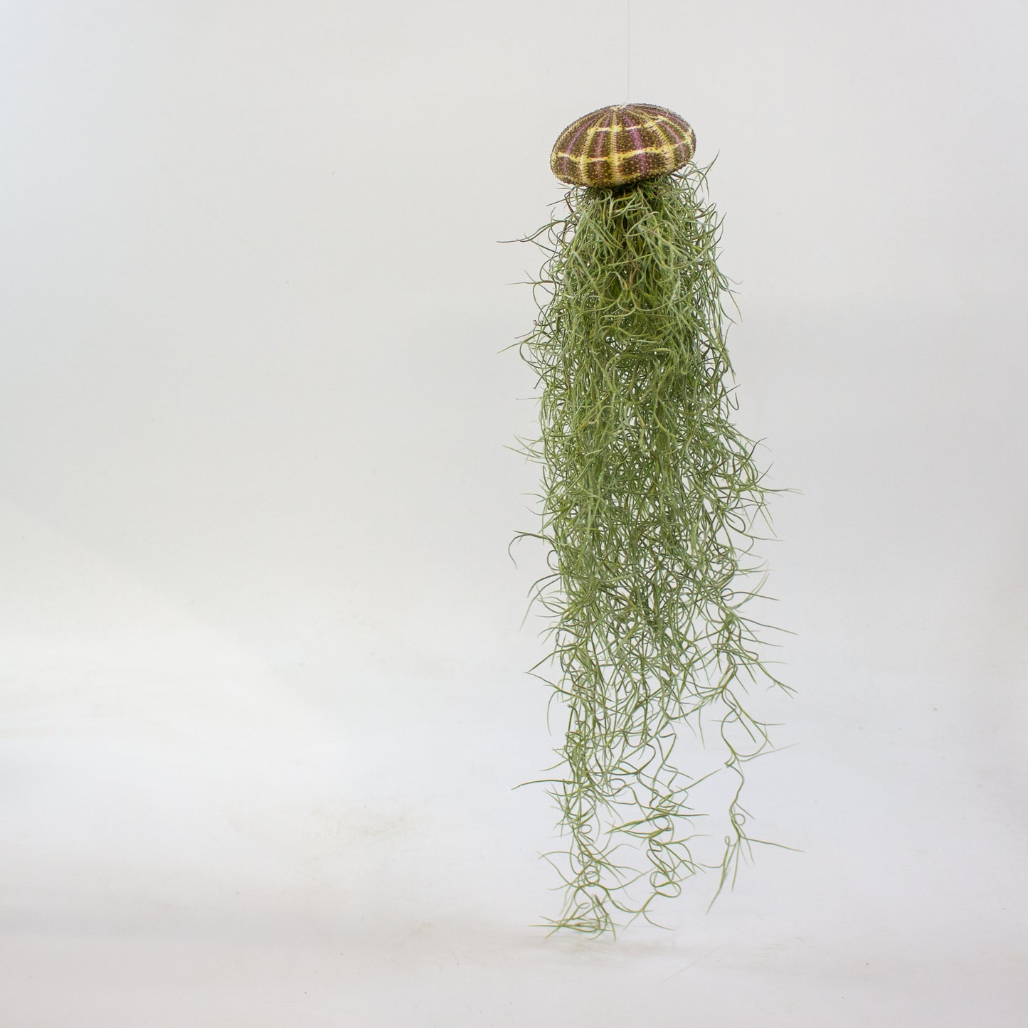 Tillandsia usneoides in shell 9cm H20cm