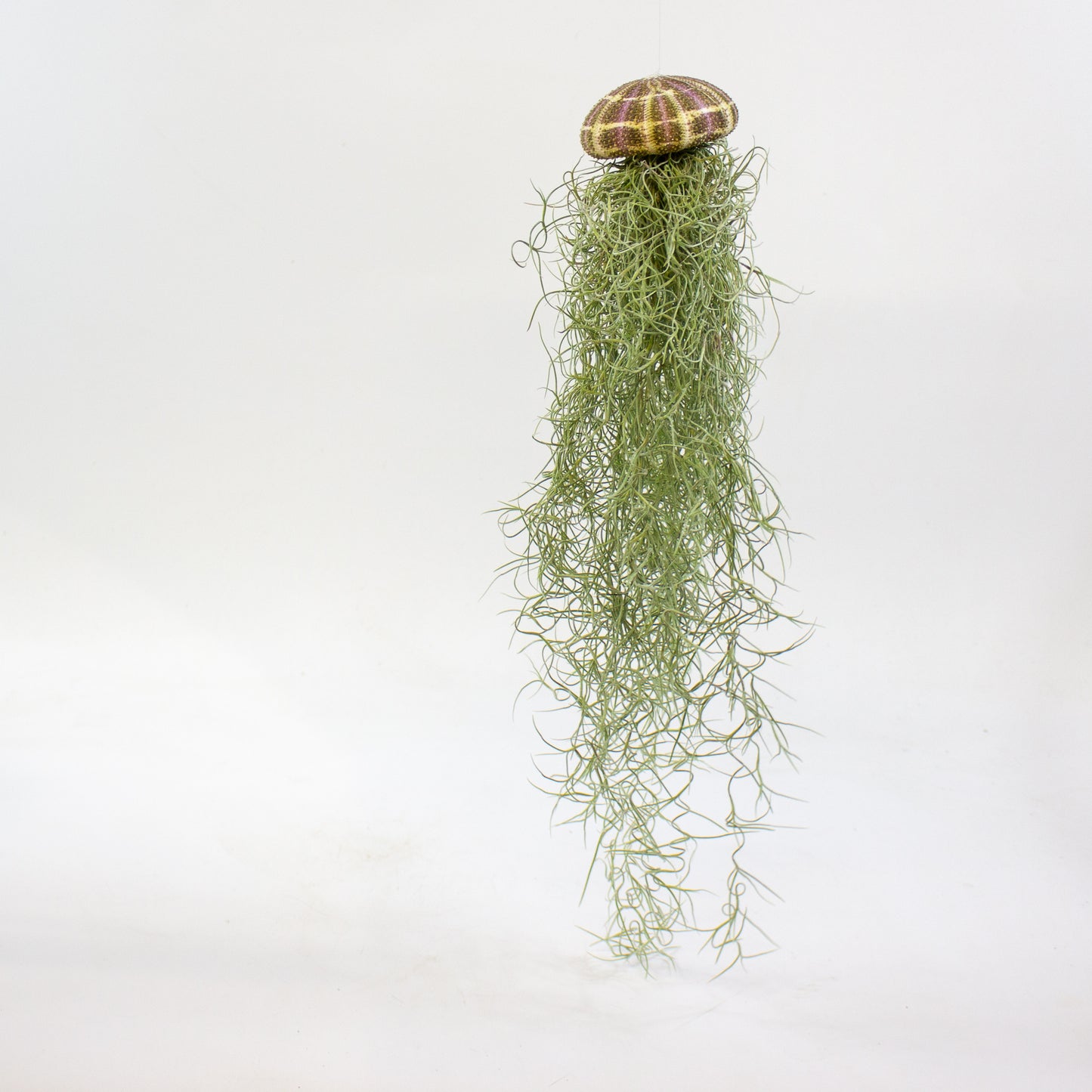 Tillandsia usneoides in shell 9cm H20cm