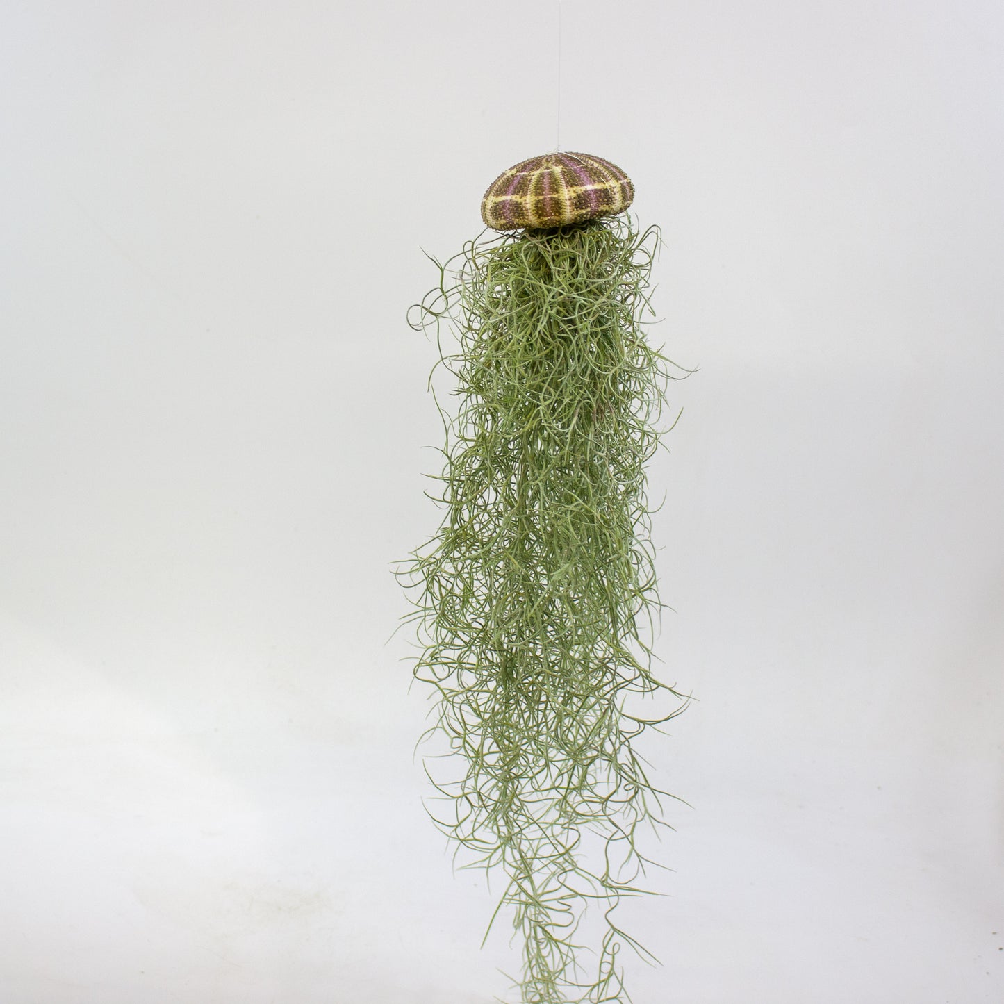 Tillandsia usneoides in shell 9cm H20cm