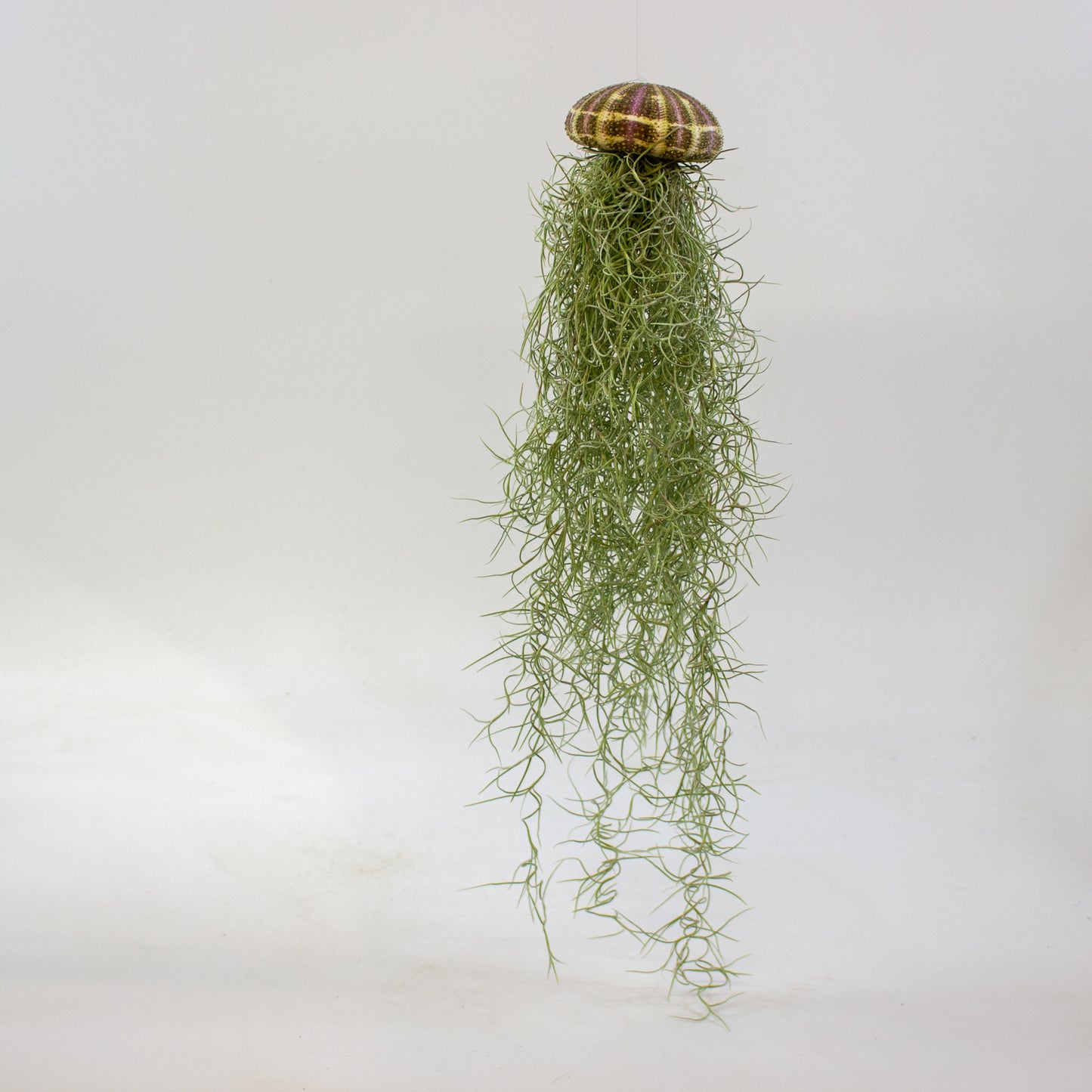 Tillandsia usneoides in shell 9cm H20cm