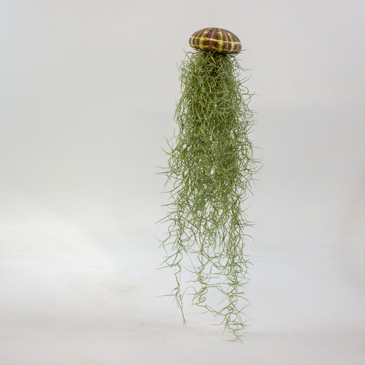Tillandsia usneoides in shell 9cm H20cm