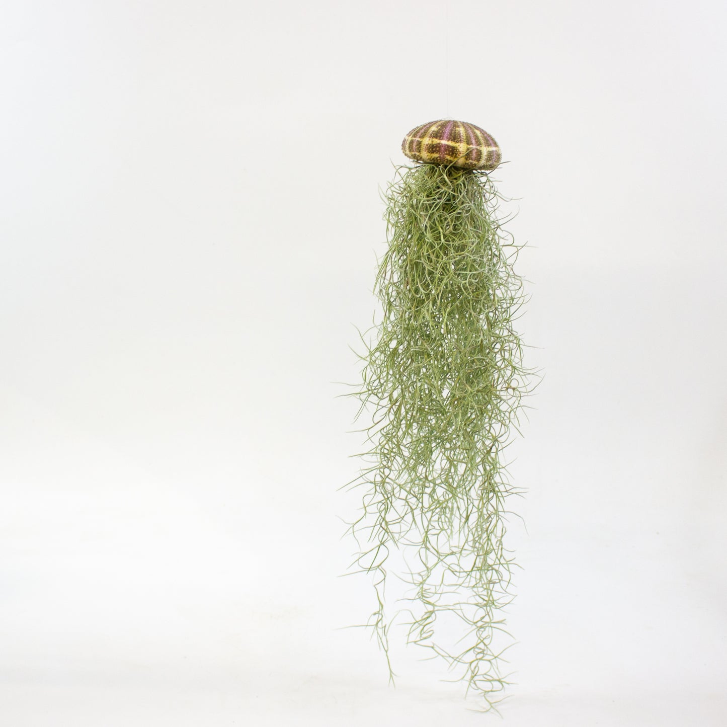 Tillandsia usneoides in shell 9cm H20cm