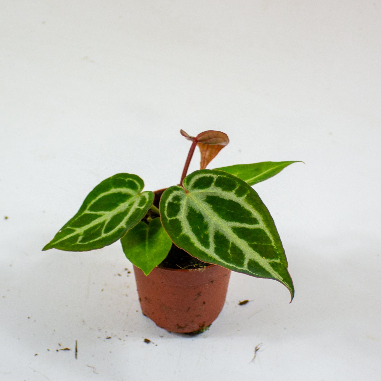 Anthurium Silver Blush MINT x Michelle 2