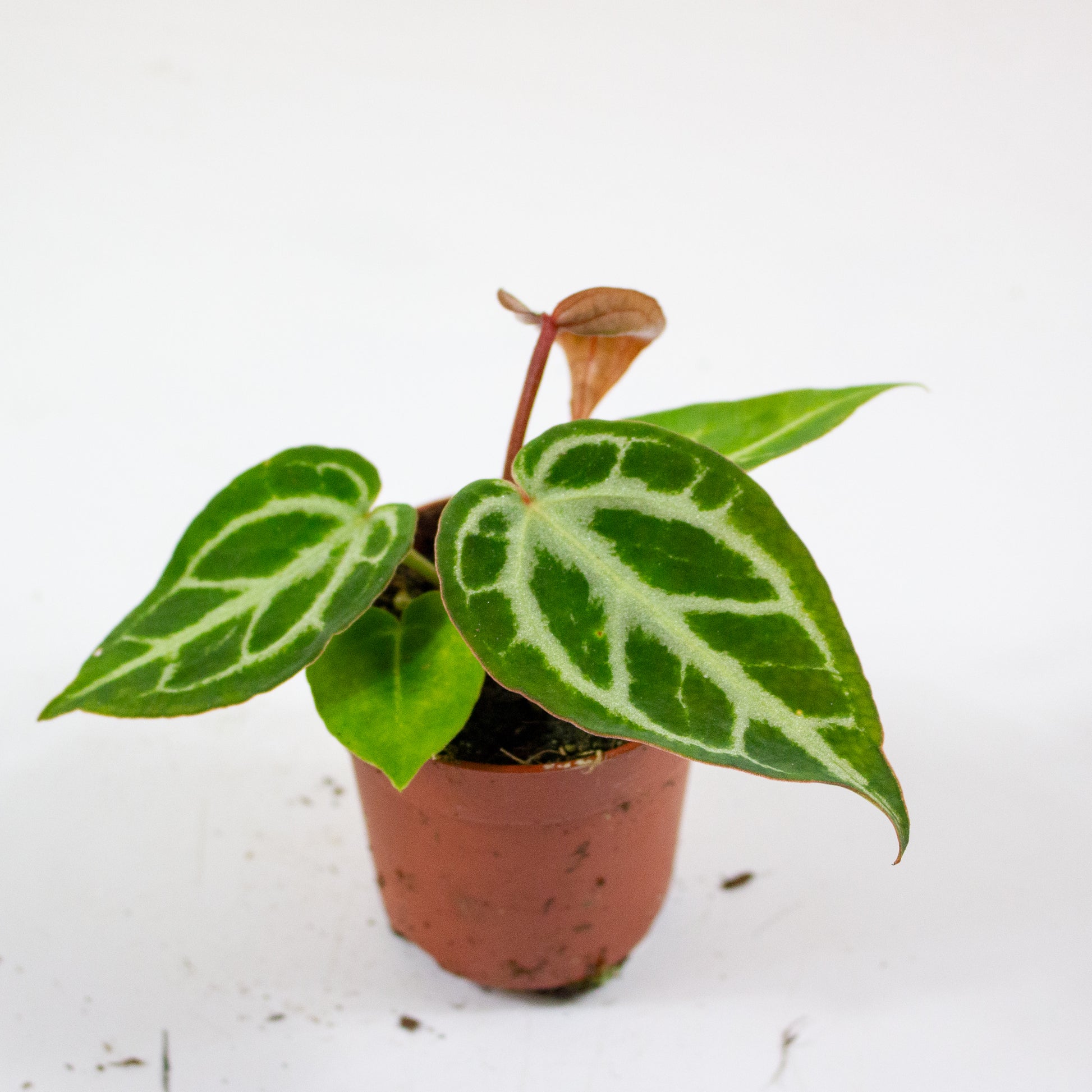 Anthurium Silver Blush MINT x Michelle 3