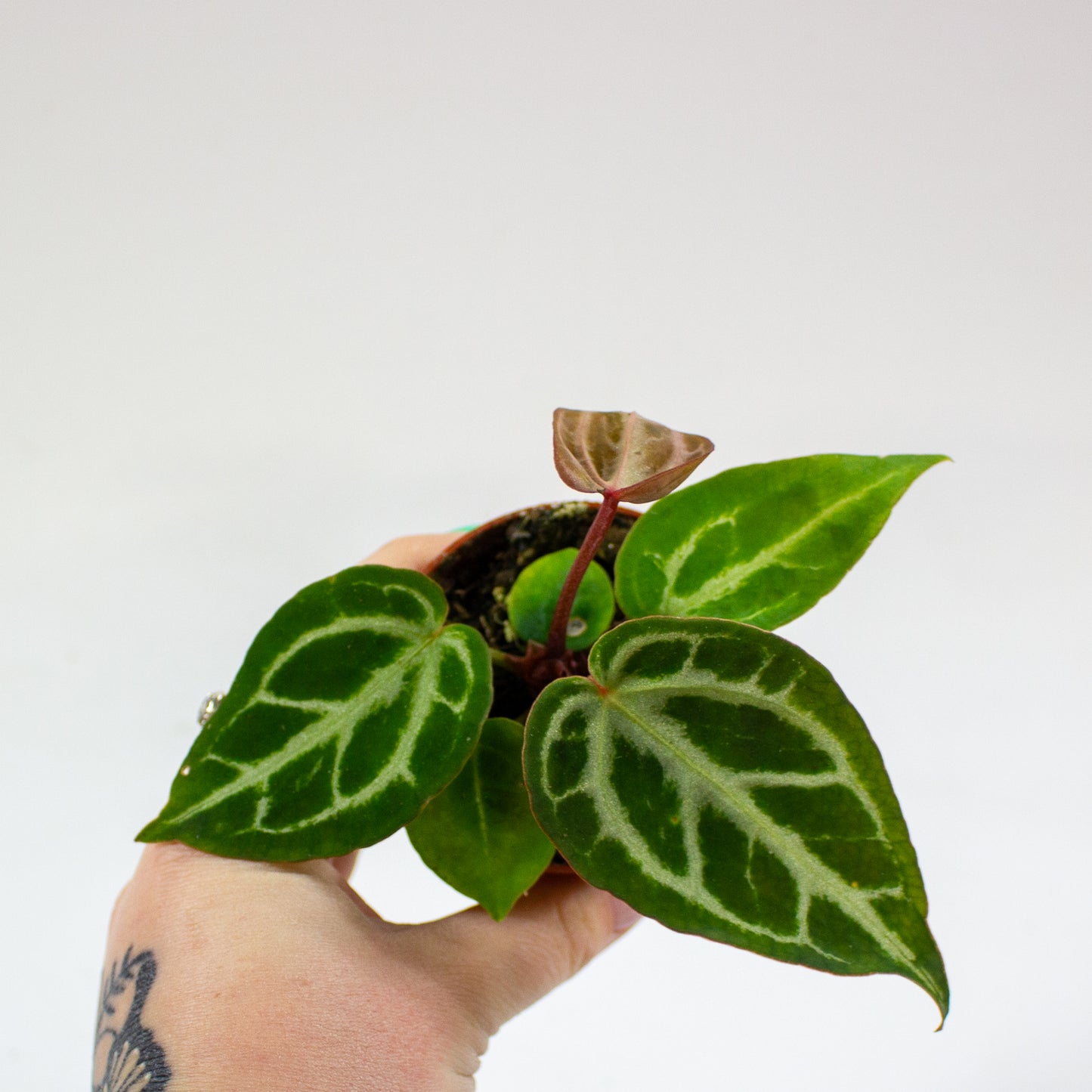 Anthurium Silver Blush MINT x Michelle 4