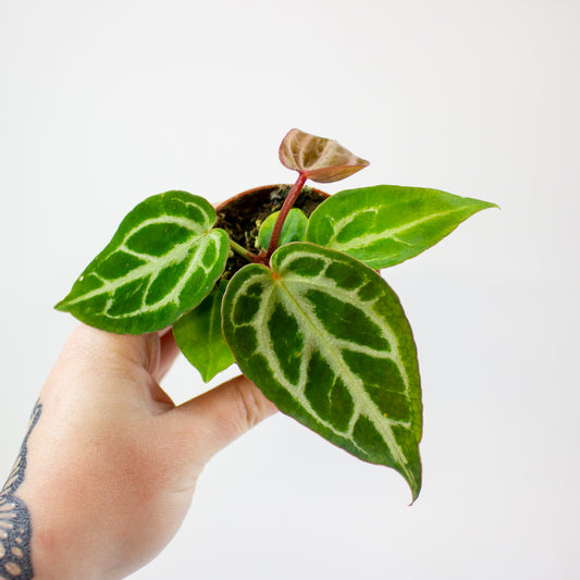 Anthurium Silver Blush MINT x Michelle 1