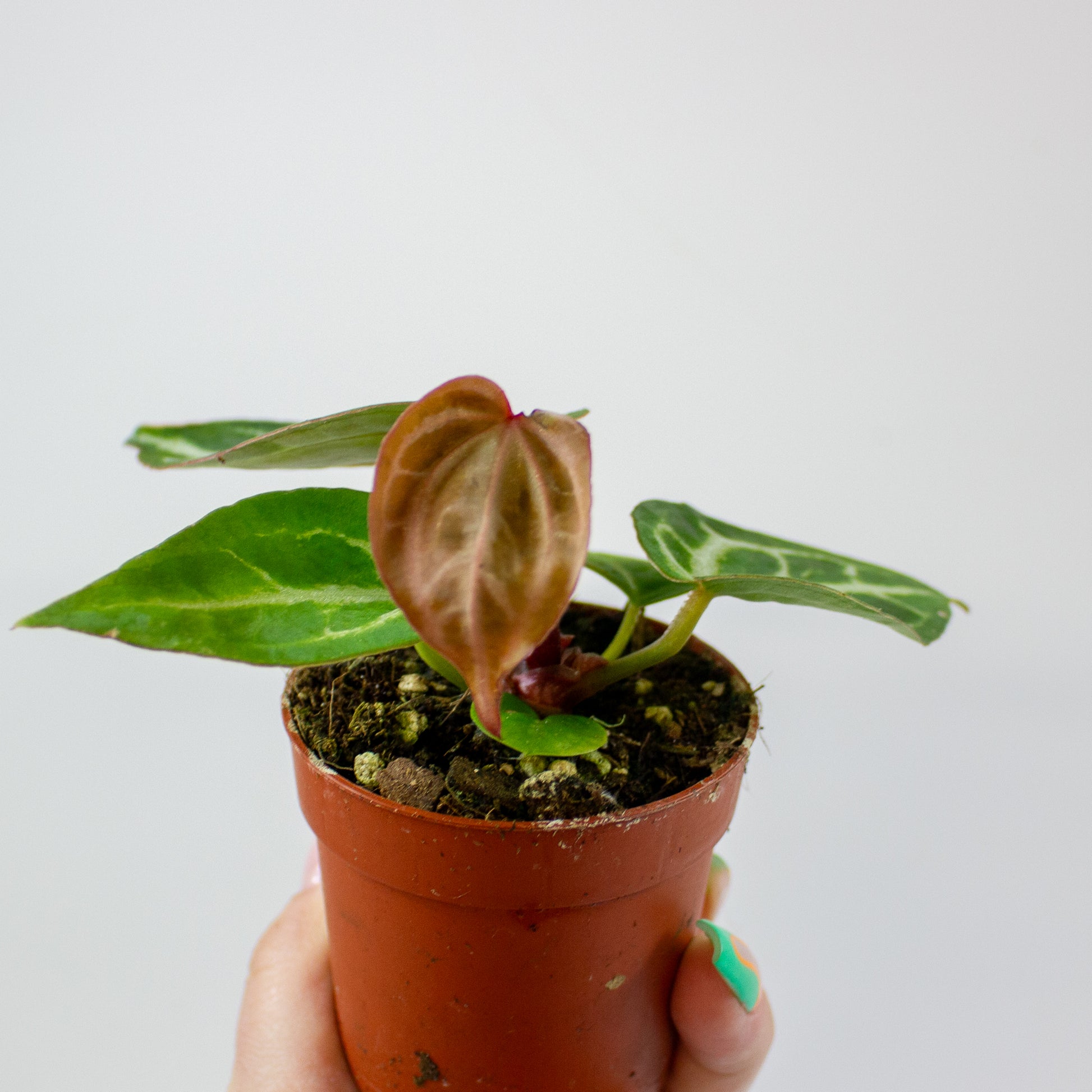 Anthurium Silver Blush MINT x Michelle 5