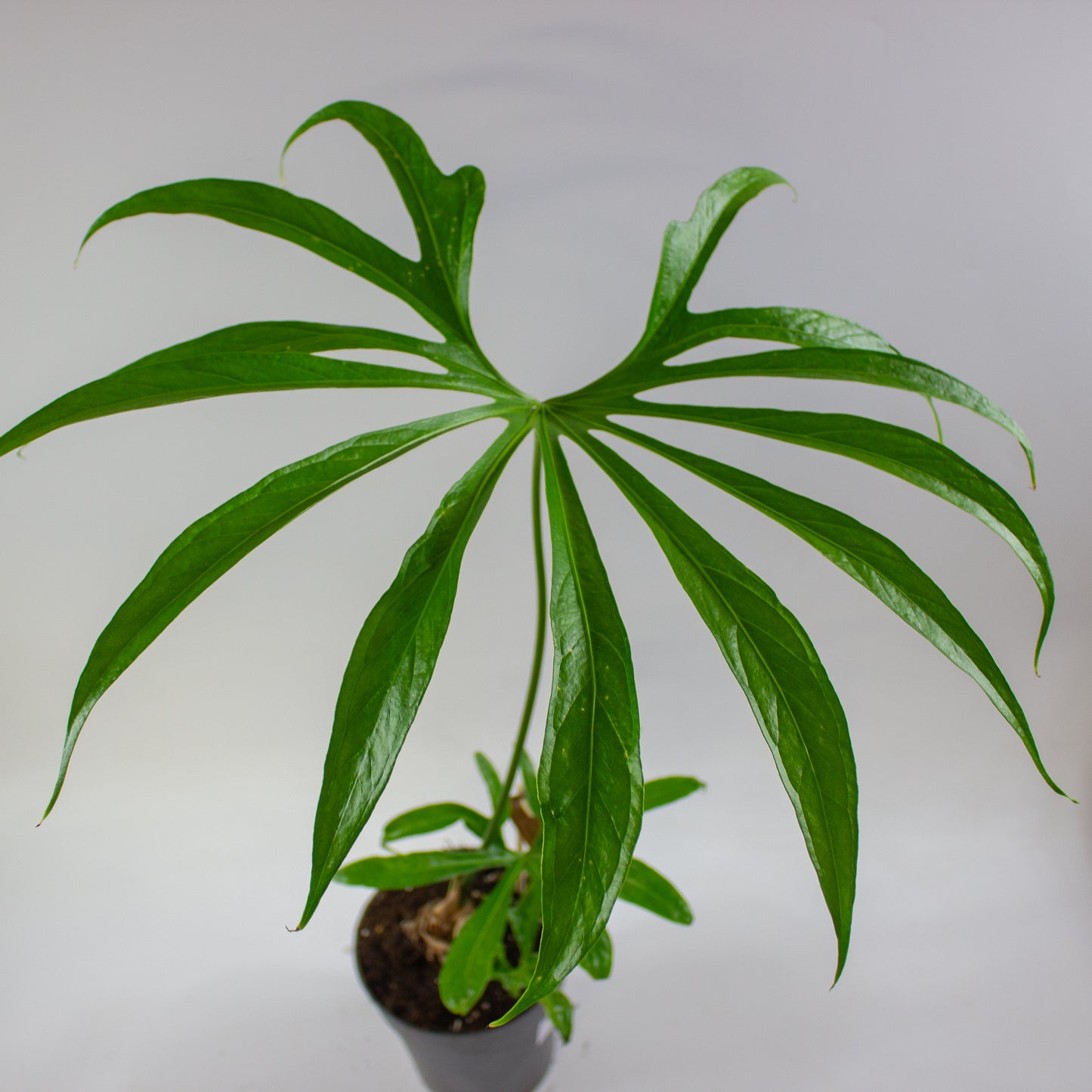 Anthurium pedatoradiatum 15cm H70cm