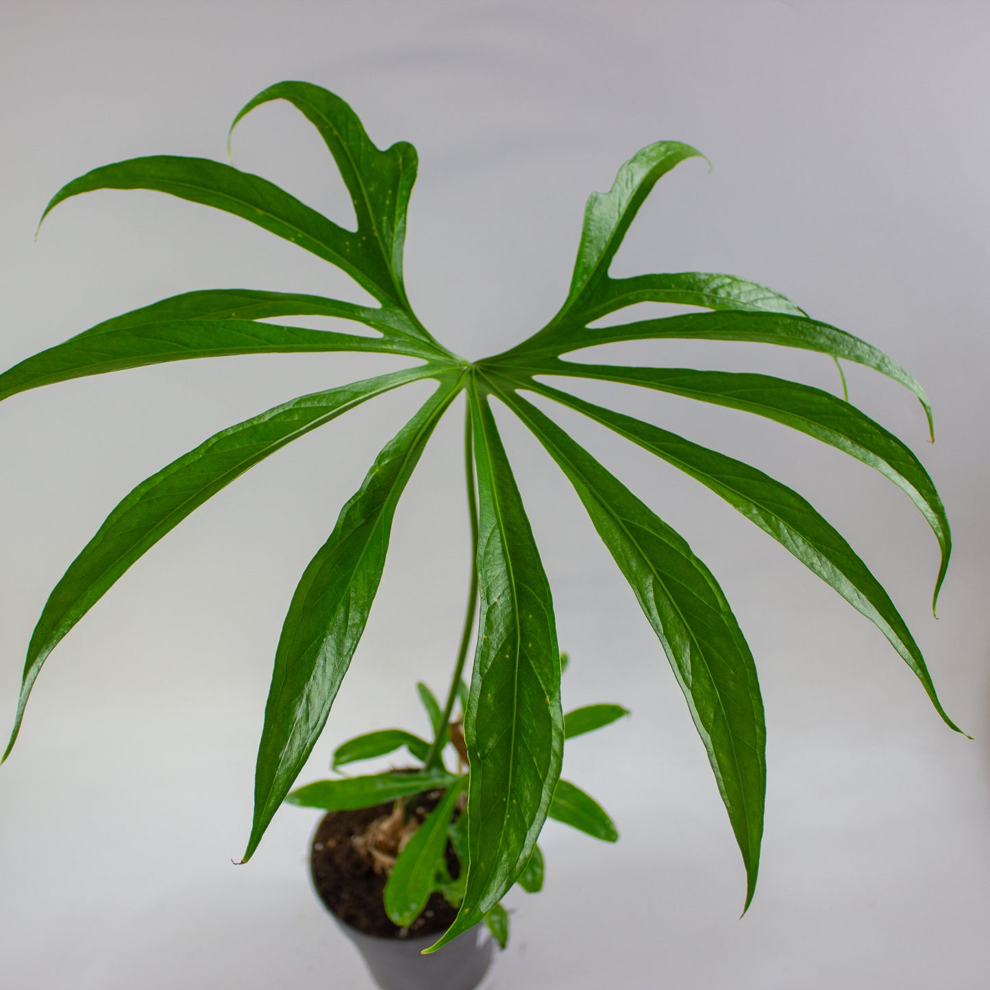 Anthurium pedatoradiatum 15cm H70cm