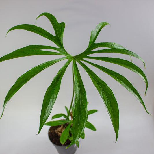 Anthurium clarinervium × pedatoradiatum 1