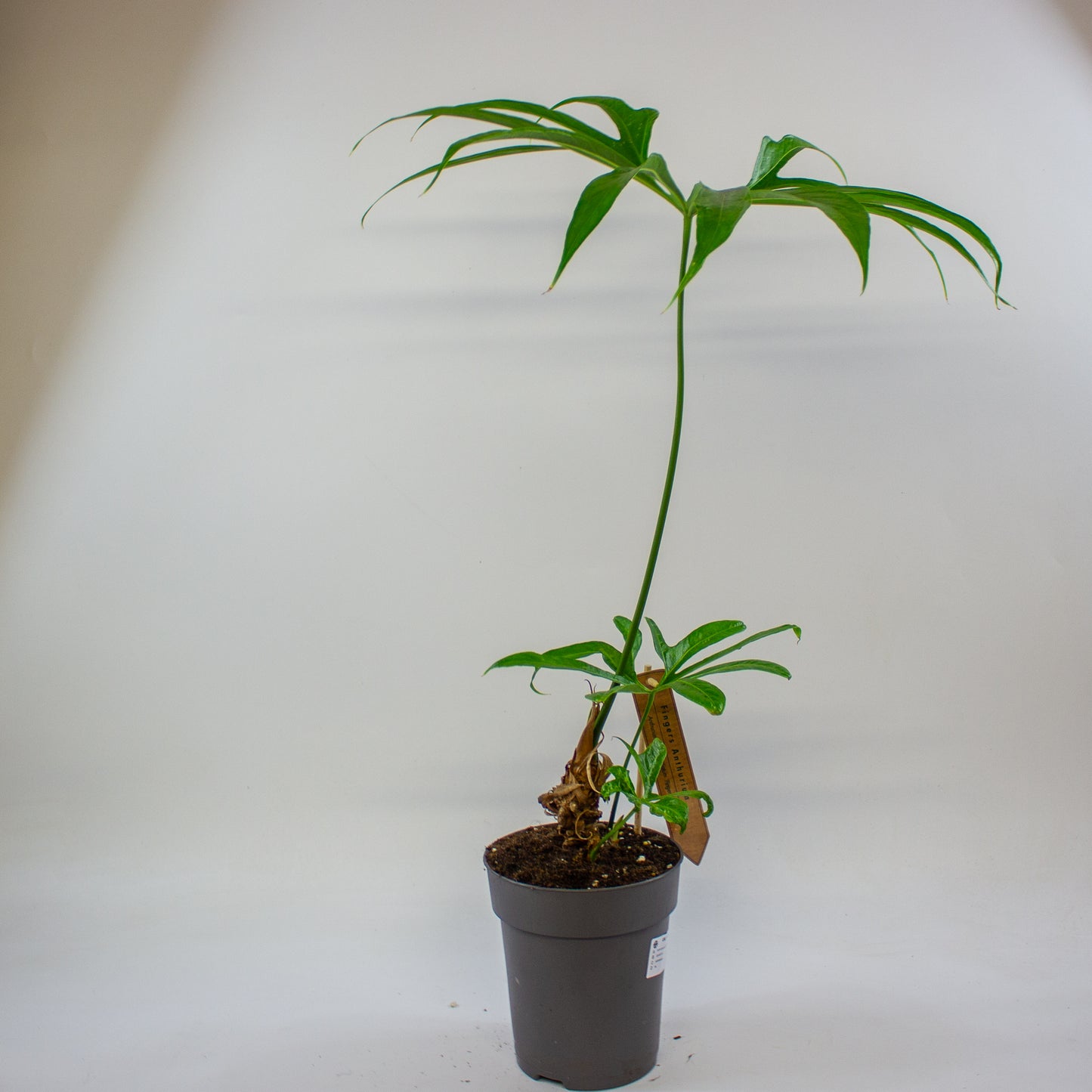 Anthurium pedatoradiatum 15cm H70cm