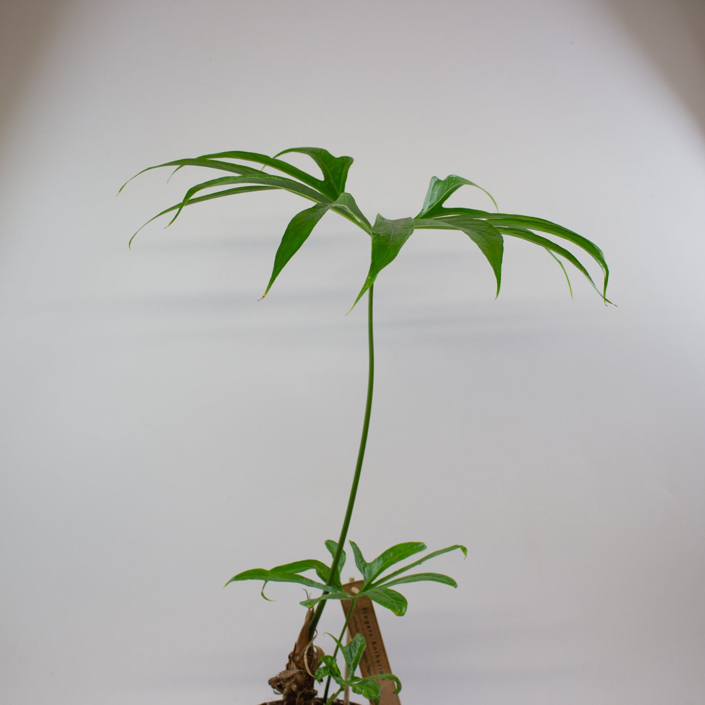 Anthurium pedatoradiatum 15cm H70cm