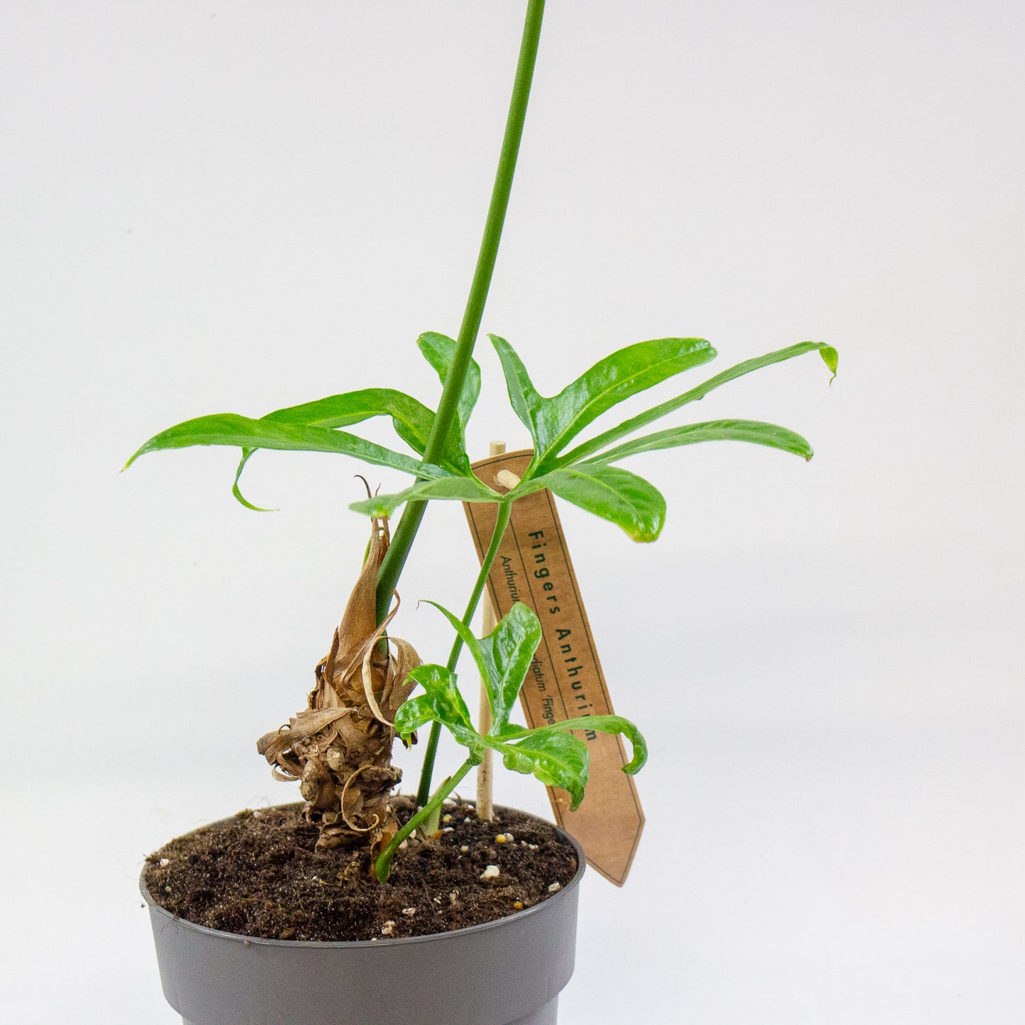 Anthurium pedatoradiatum 15cm H70cm