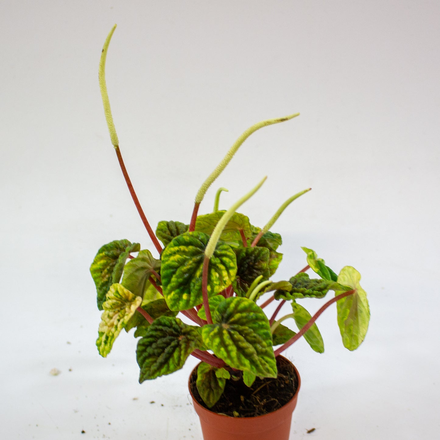 Peperomia Candora Monet 2