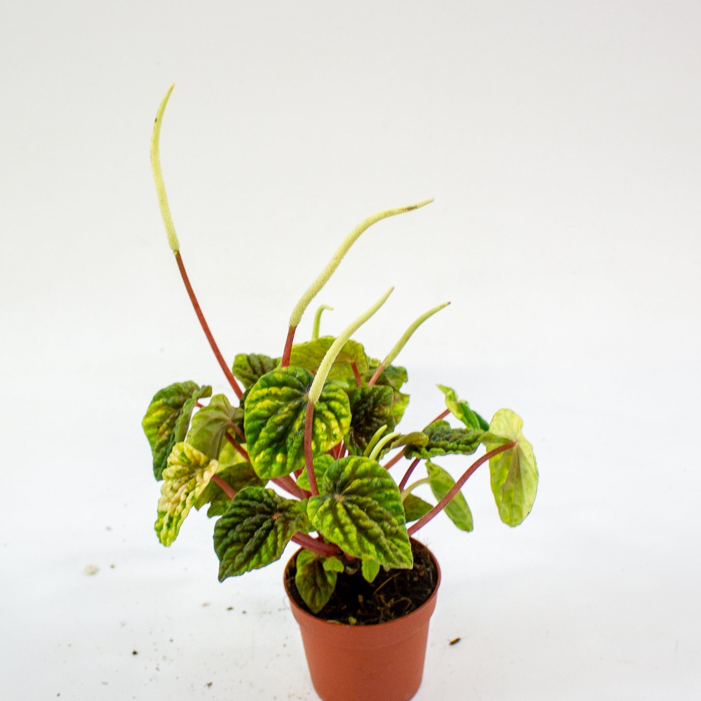 Peperomia Candora Monet 3