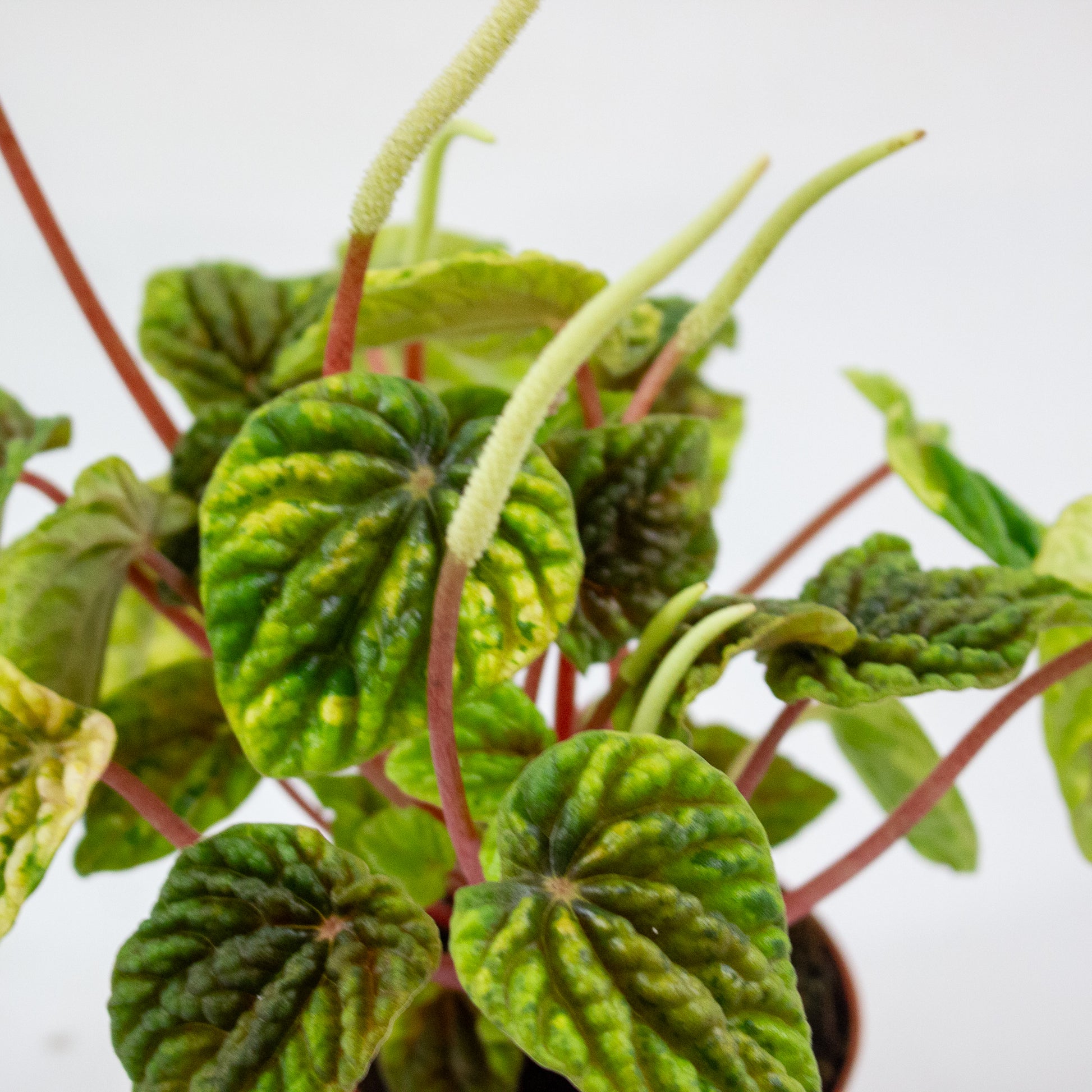 Peperomia Candora Monet 1