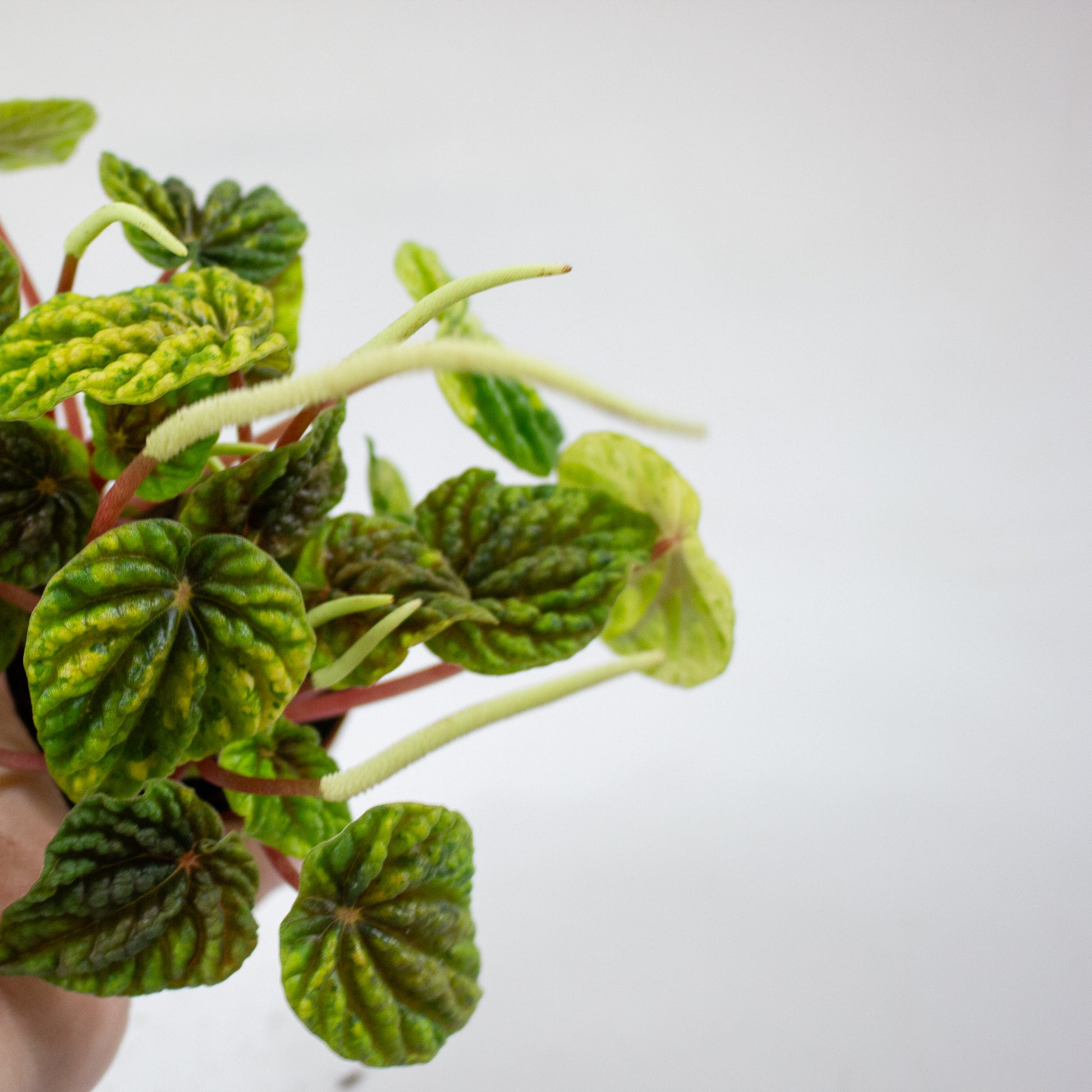 Peperomia Candora Monet 4
